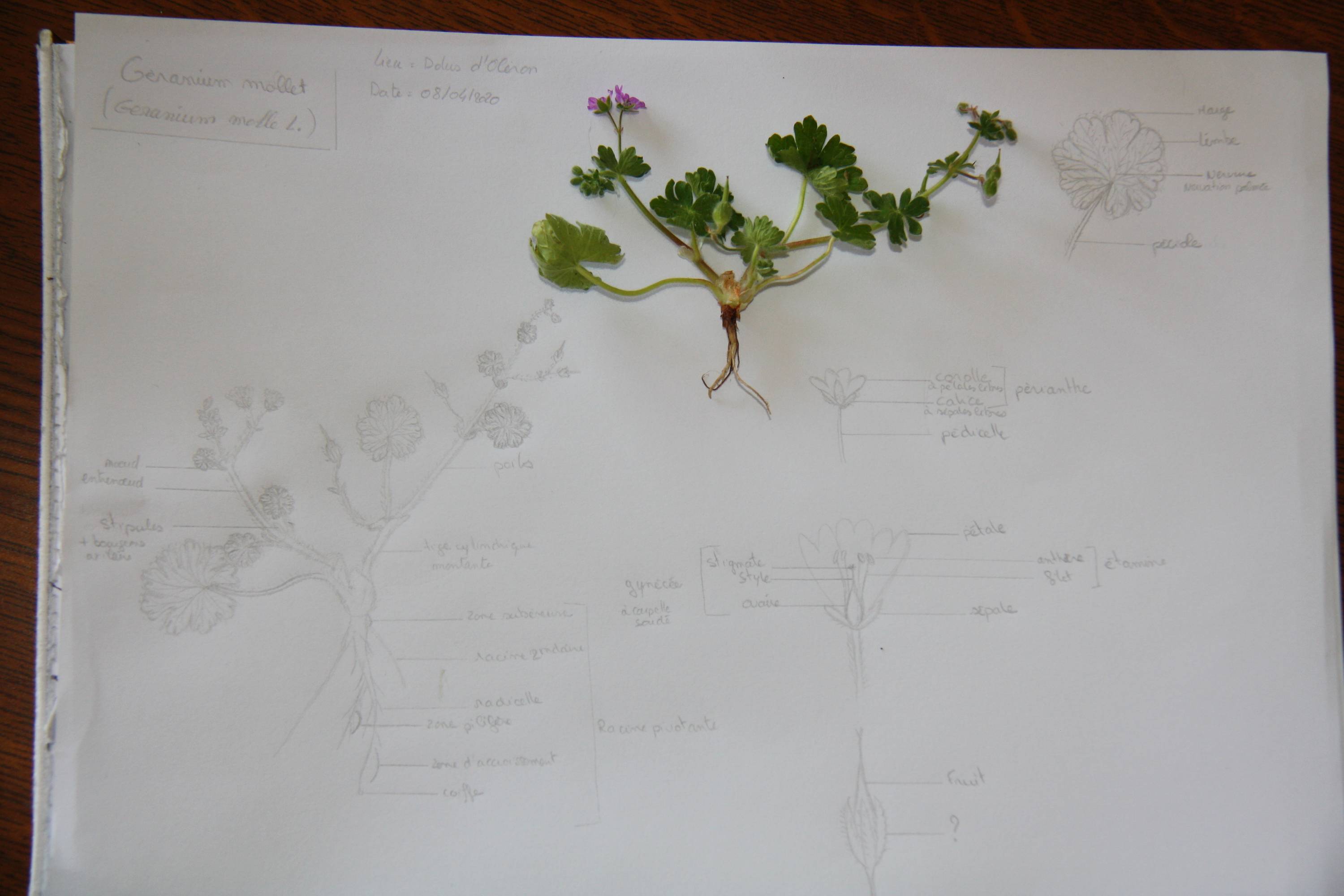 Annexe Géranuim mollet-1mo.JPG