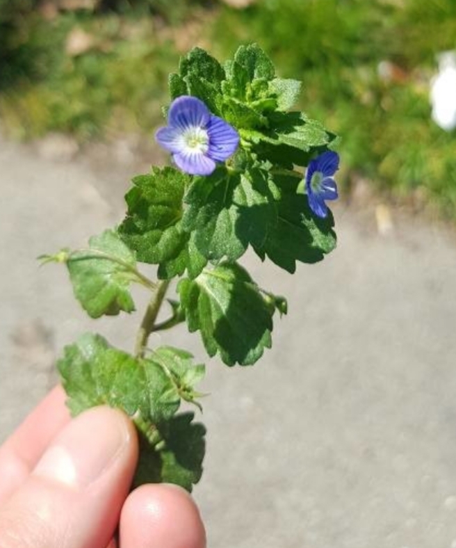 Annexe 20200408_155934.jpg