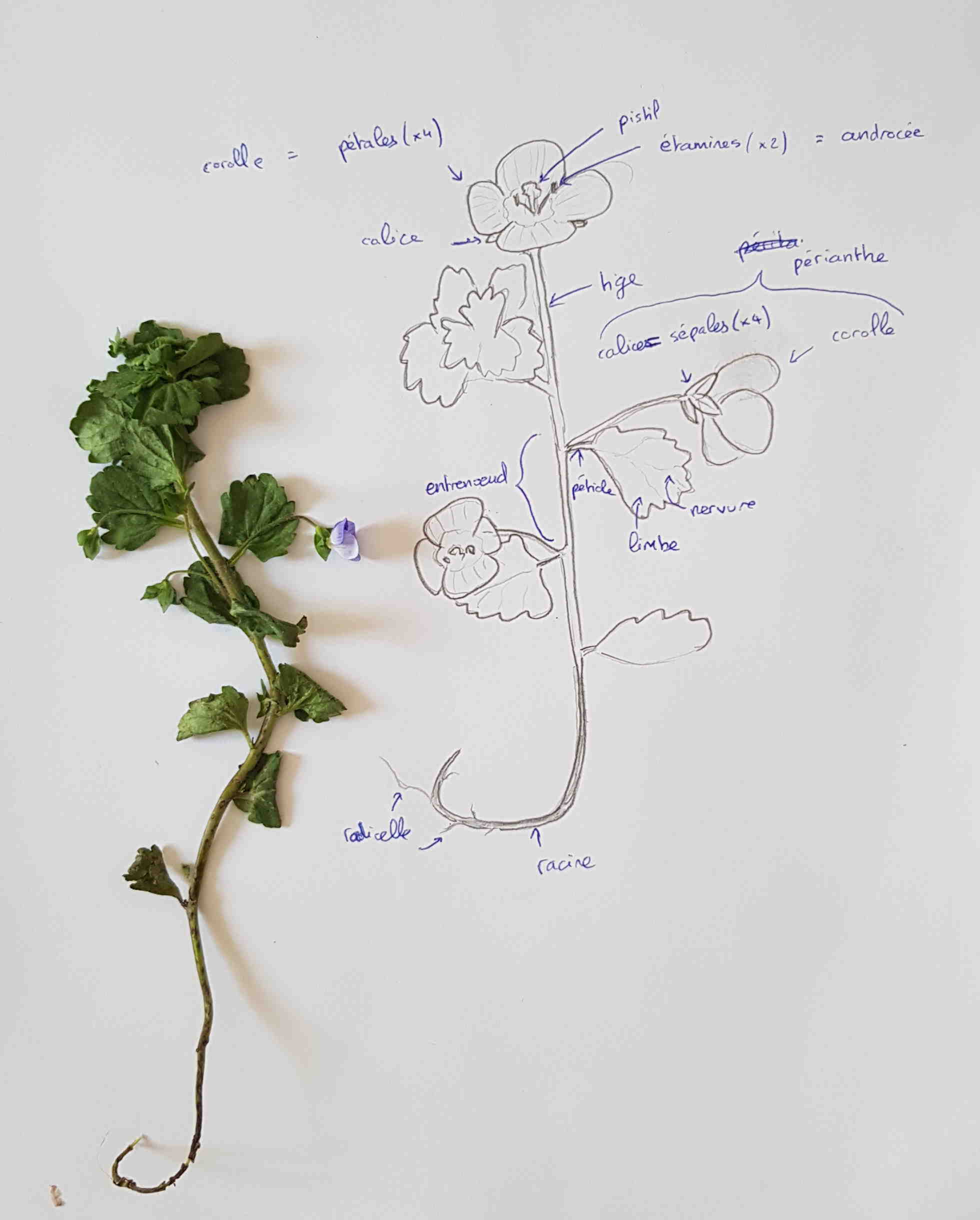 Annexe 20200408_160203.jpg