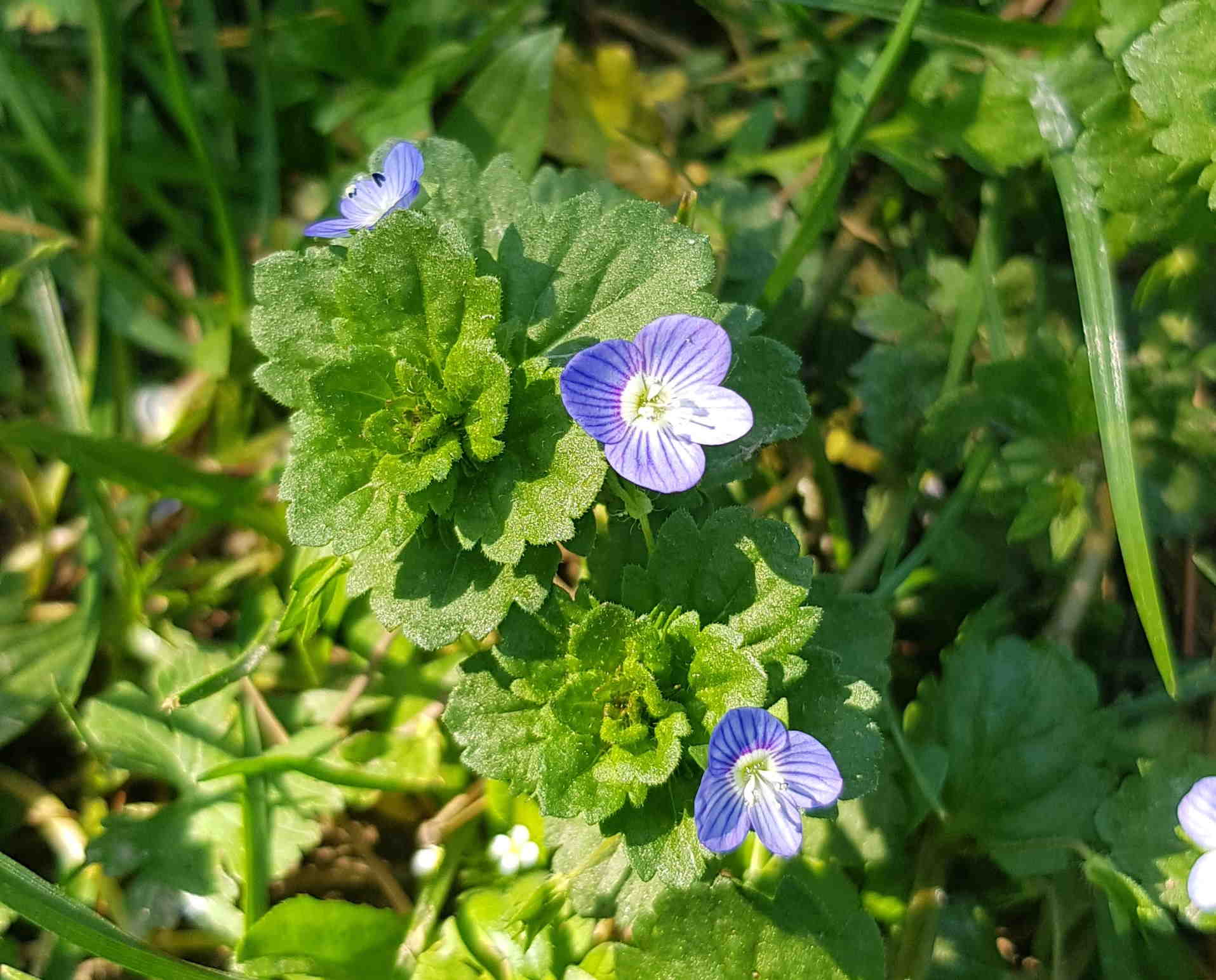 Annexe véronique filiforme (2).jpg