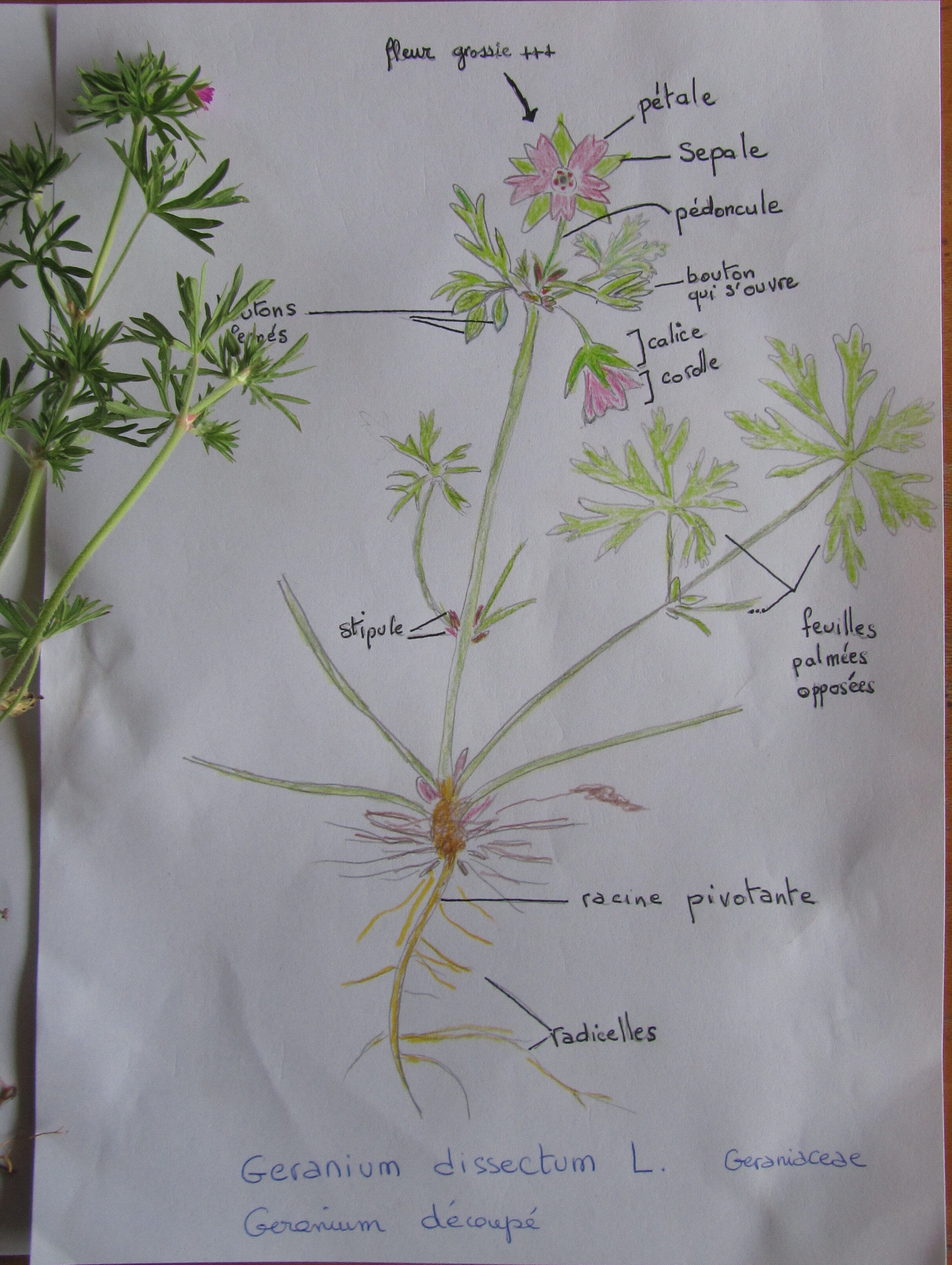 Annexe Geranium dissectum L..jpg