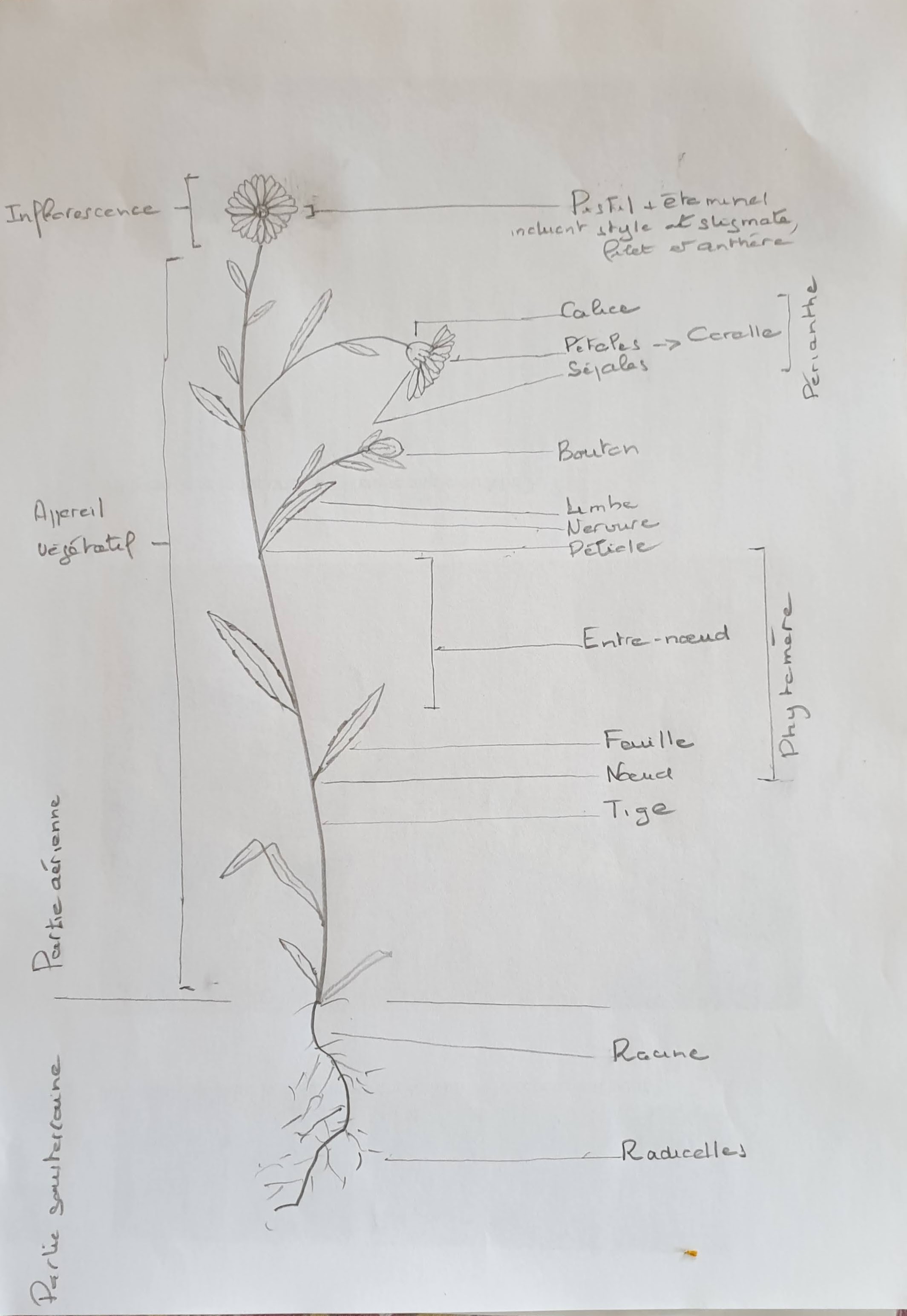 Annexe Herbacée de mon jardin....jpg