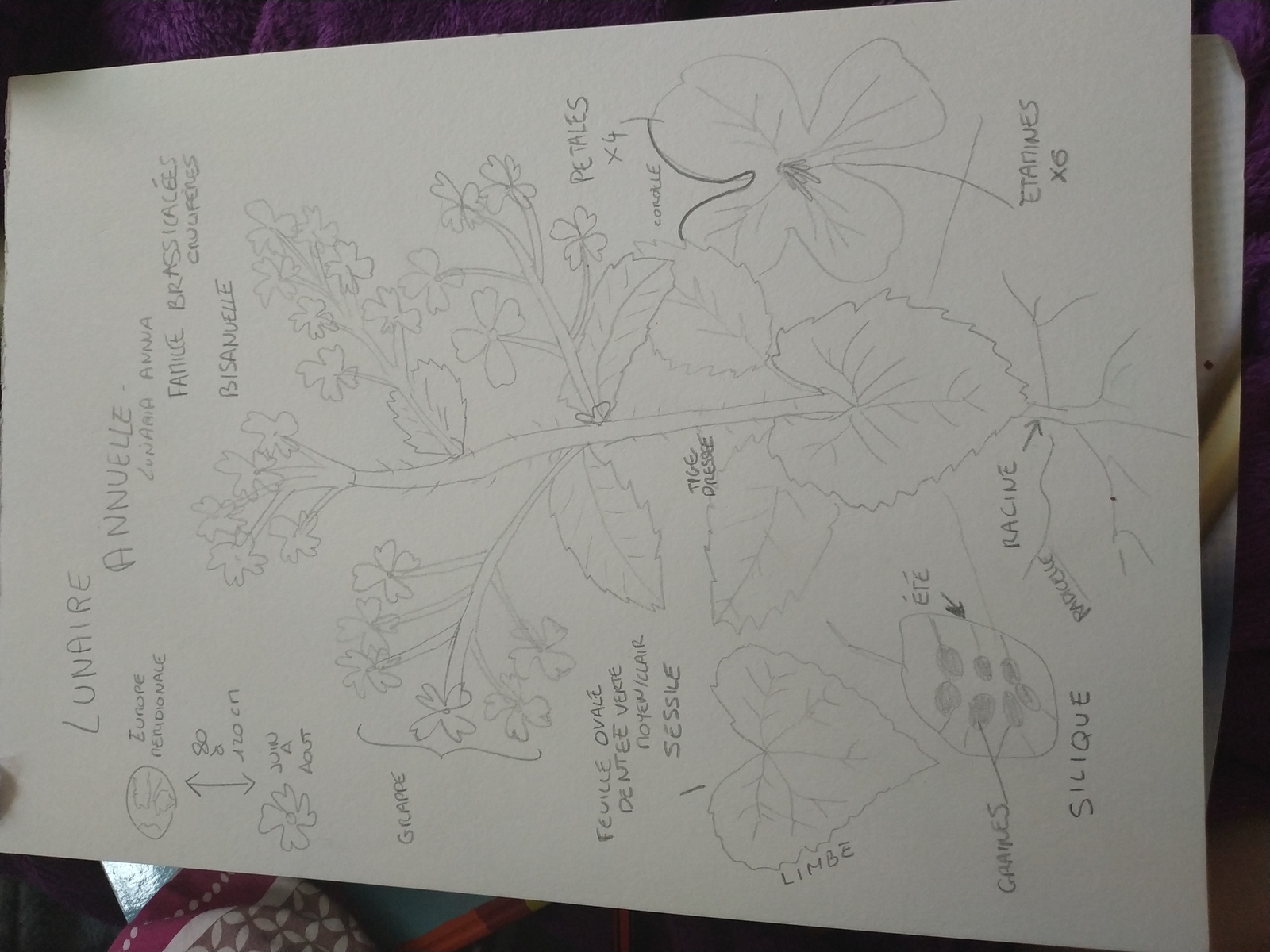 Annexe 1586356581453883706557333950788-ConvertImage.jpg