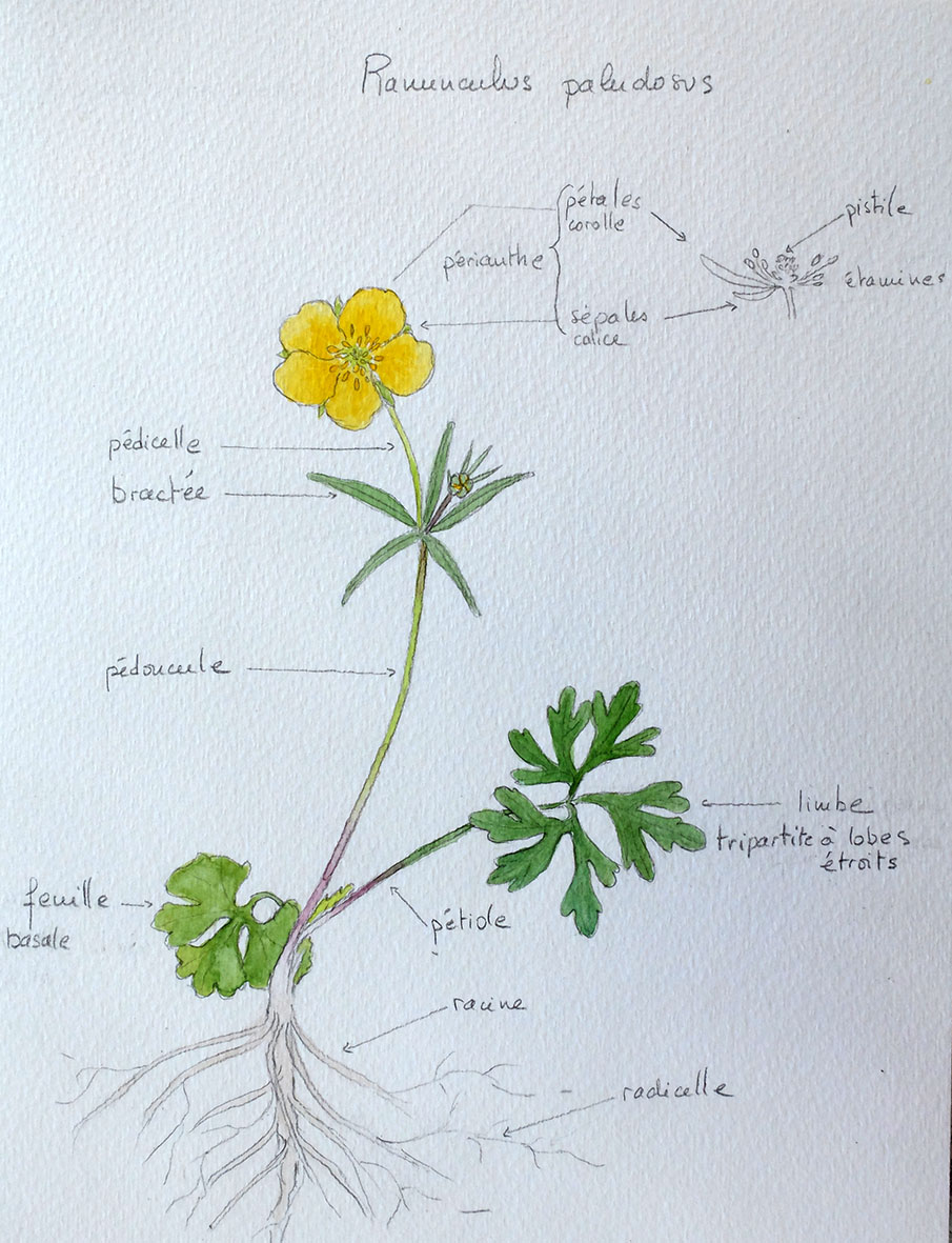 Annexe Ranunculus paludosus 2_1.jpg