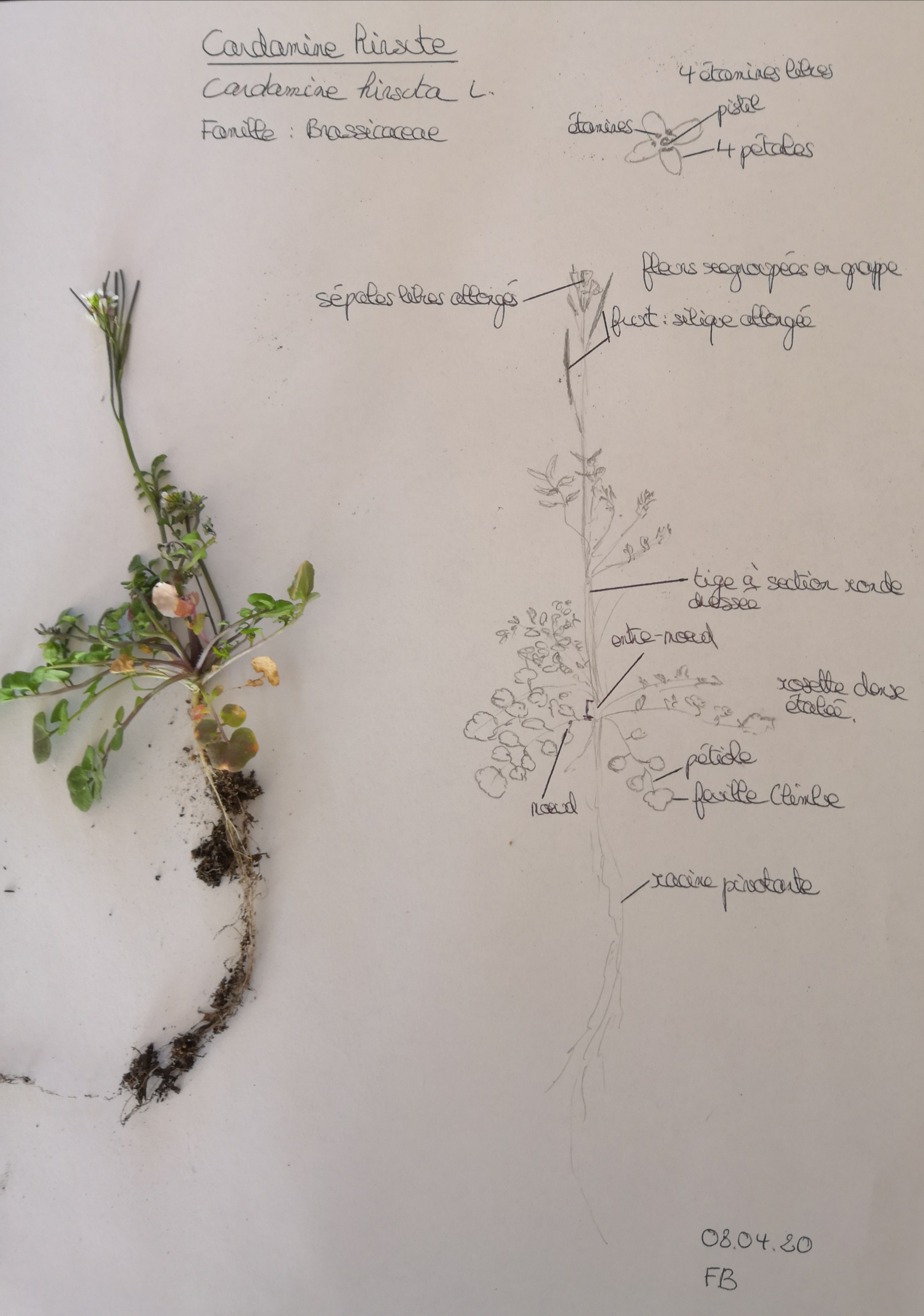 Annexe IMG_20200408_170349.jpg