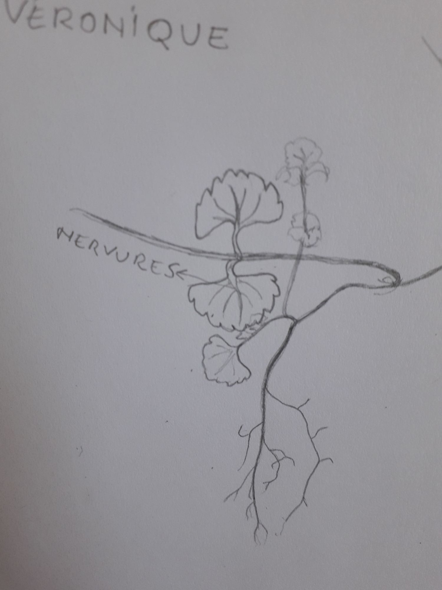 Annexe Veronique_app vegetatif.jpg