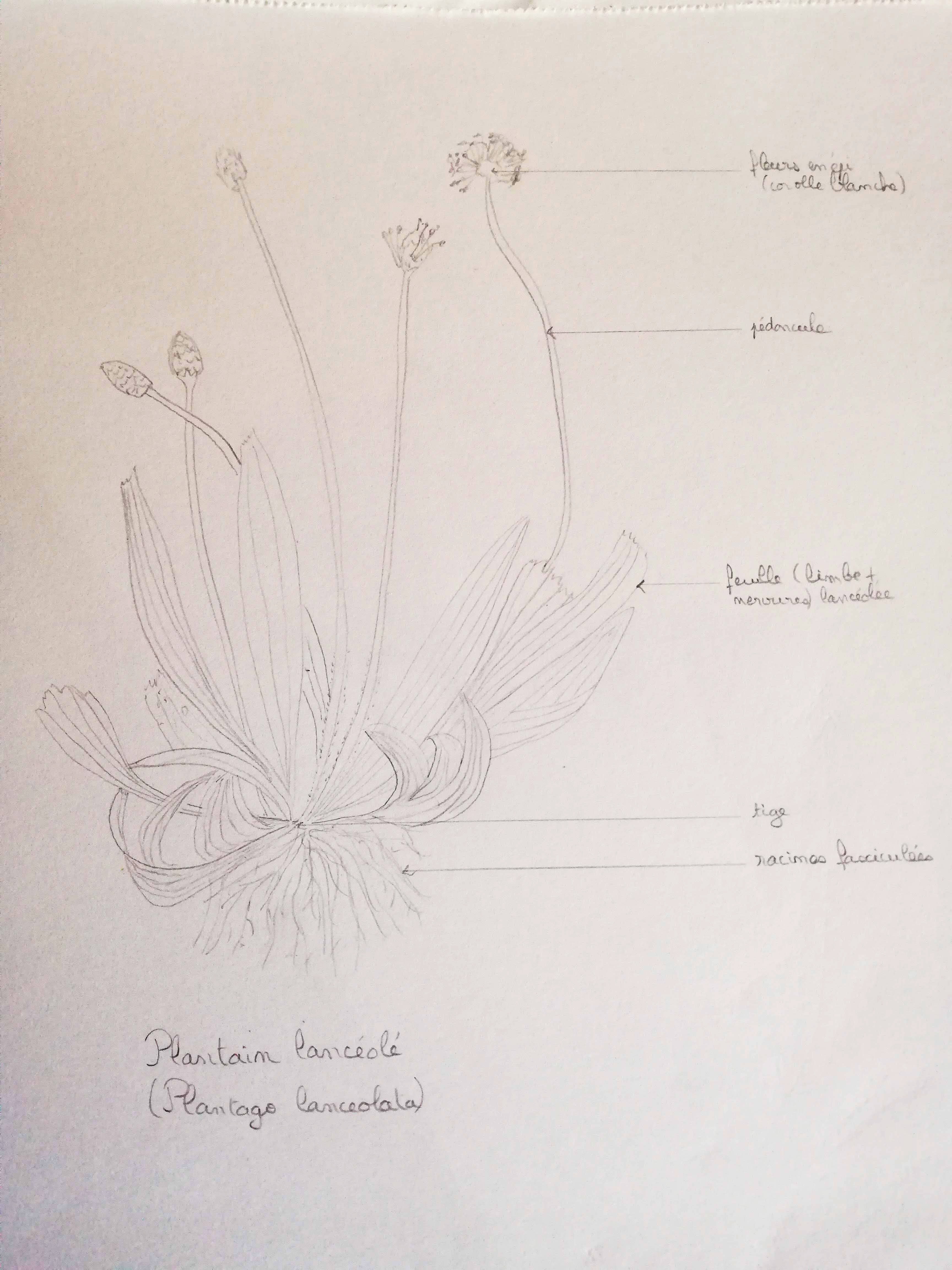 Annexe IMG_20200408_184315.jpg