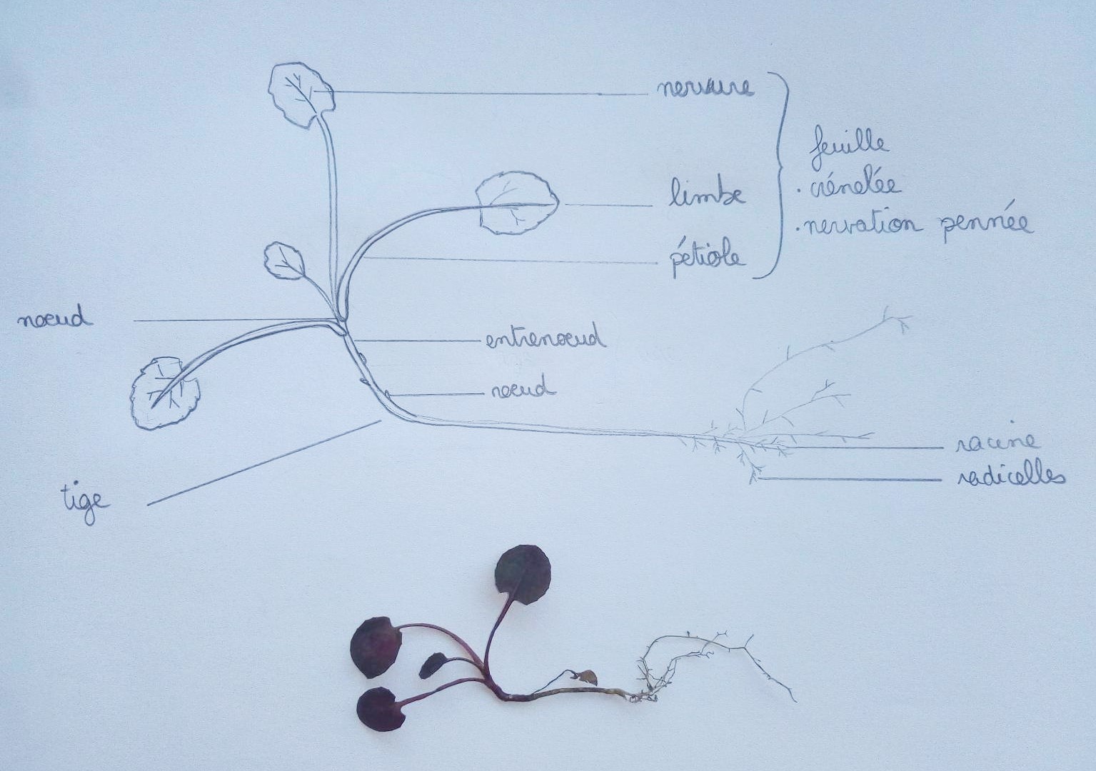 Annexe © Laura Delprat.jpg