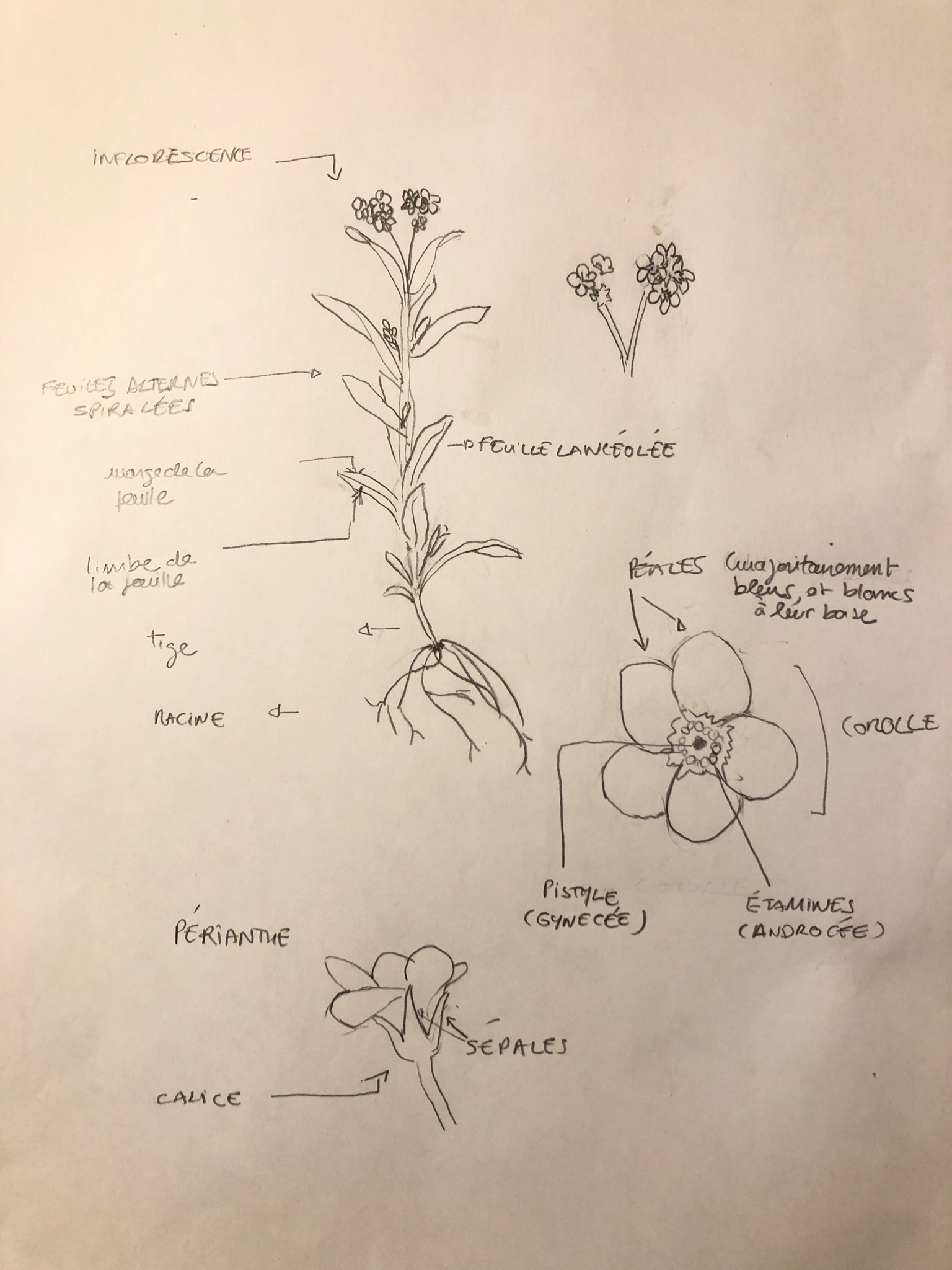 Annexe 2045B13B-A96C-4562-9469-84AE2EF8A83C.jpeg