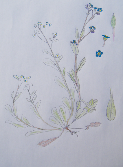 Annexe 20200804_MyosotisScorpioides.png