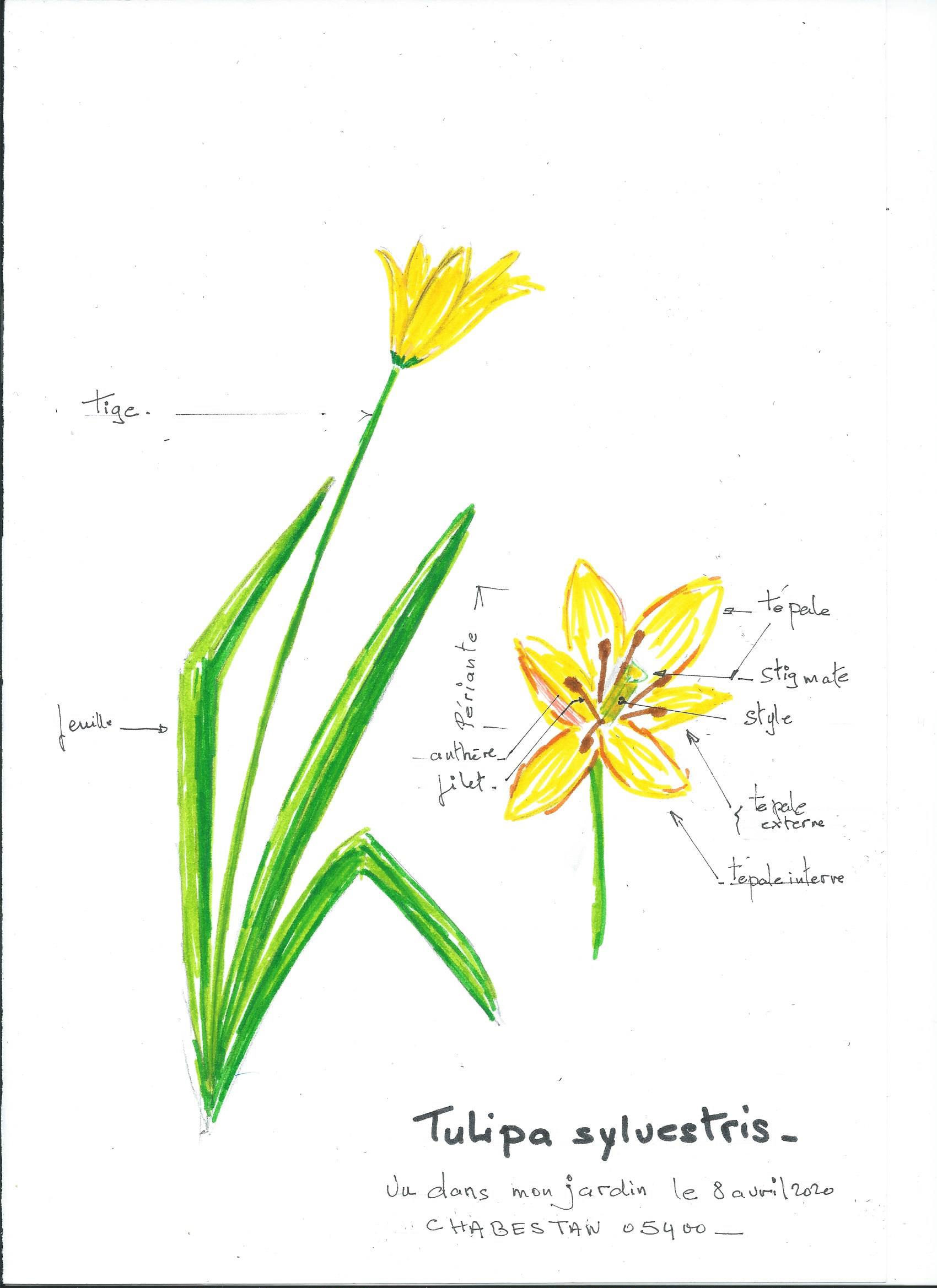 Annexe S2S1 Tulipa sylvestris.jpg