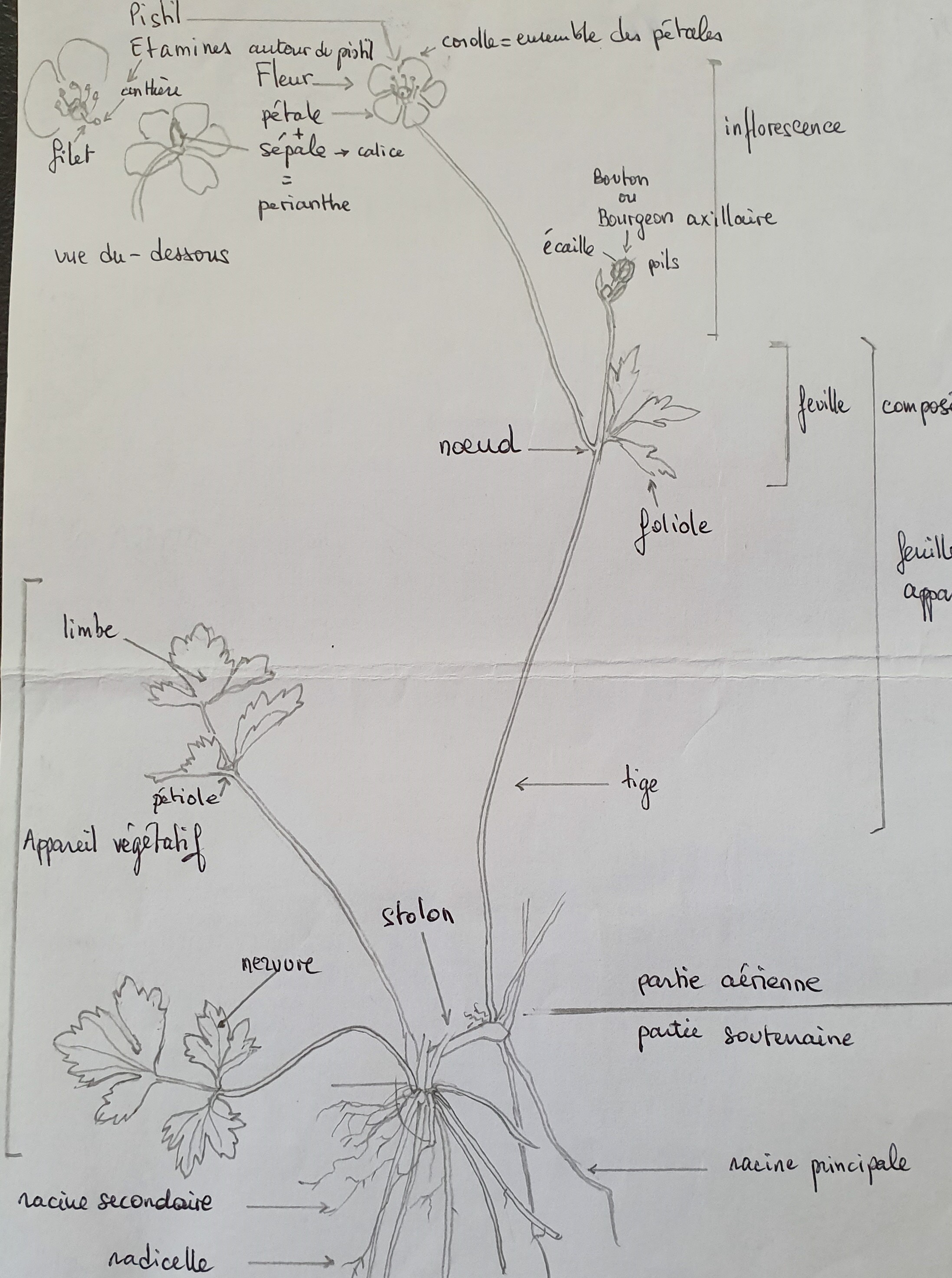 Annexe dessin bouton d or 4.jpg