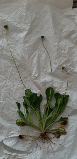 Annexe 20200409_163936 (311x640).jpg