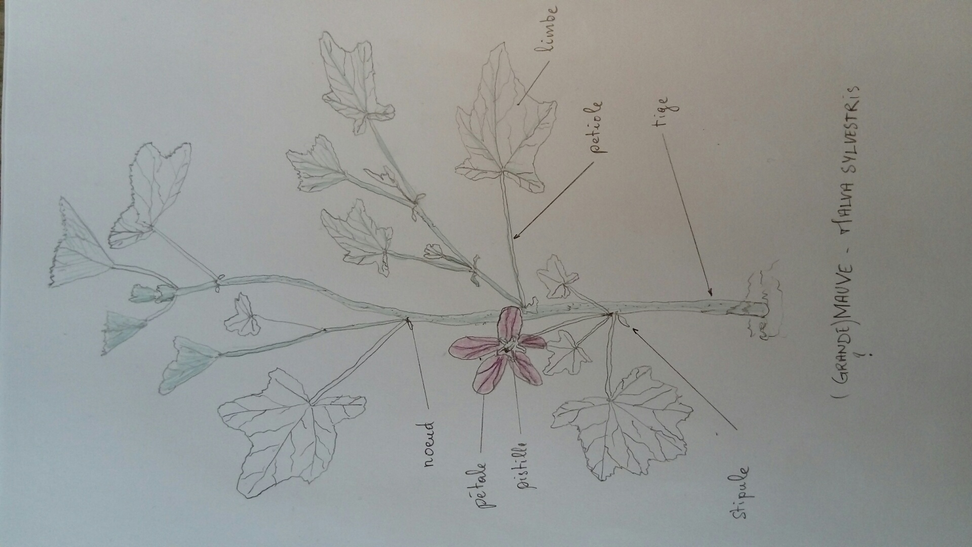 Annexe dessinMALVA.JPG