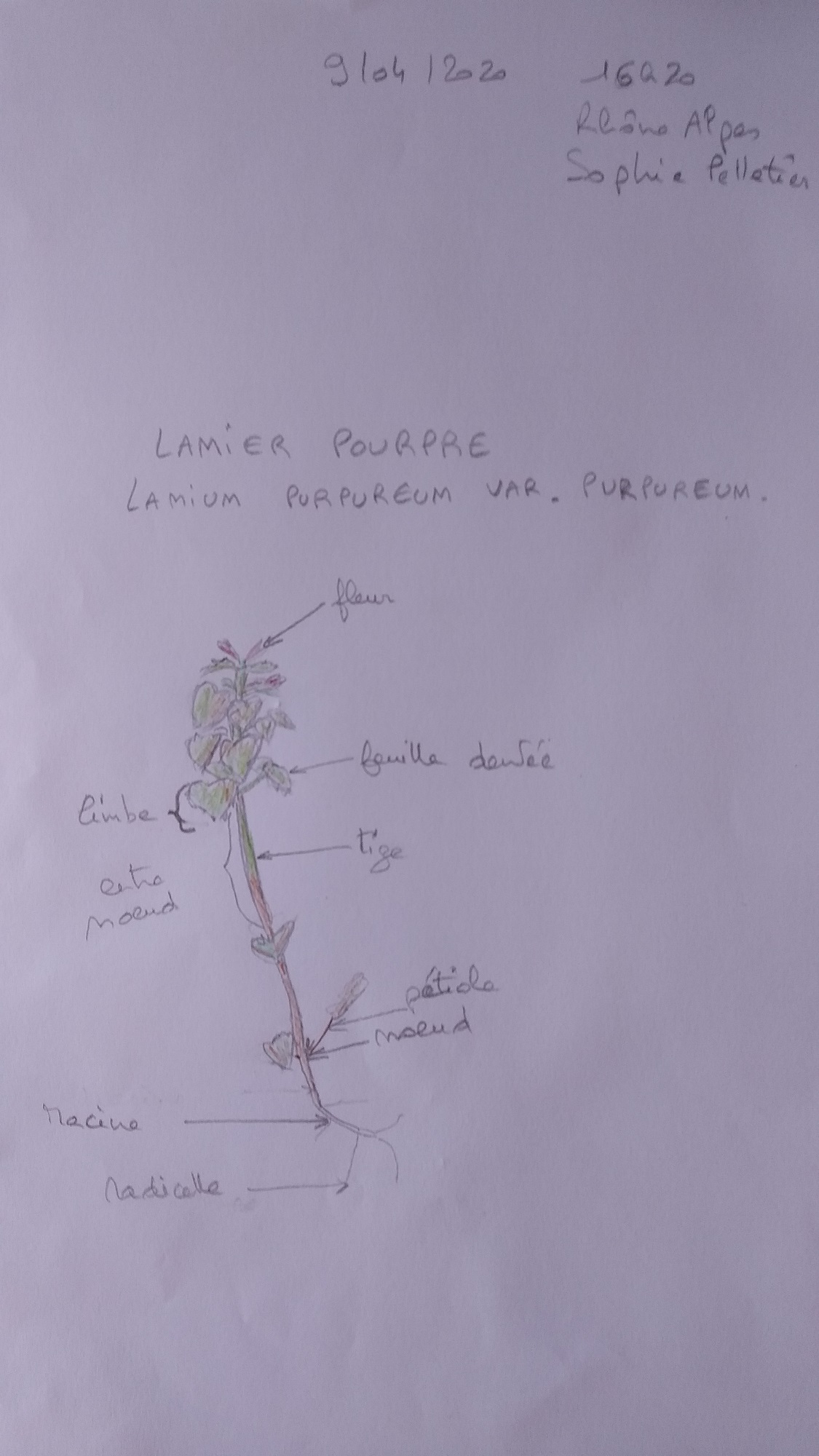 Annexe IMG_20200409_173058.jpg