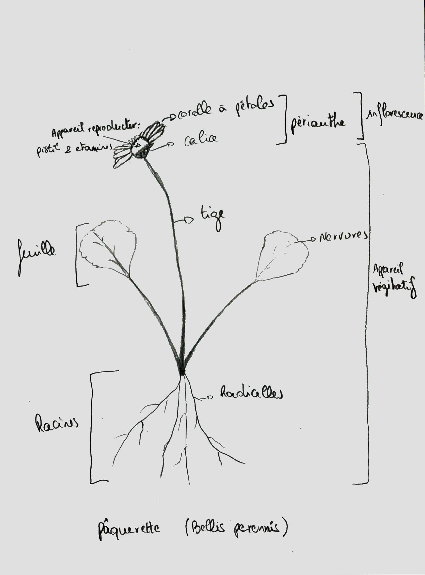 Annexe bellis perennis.jpg