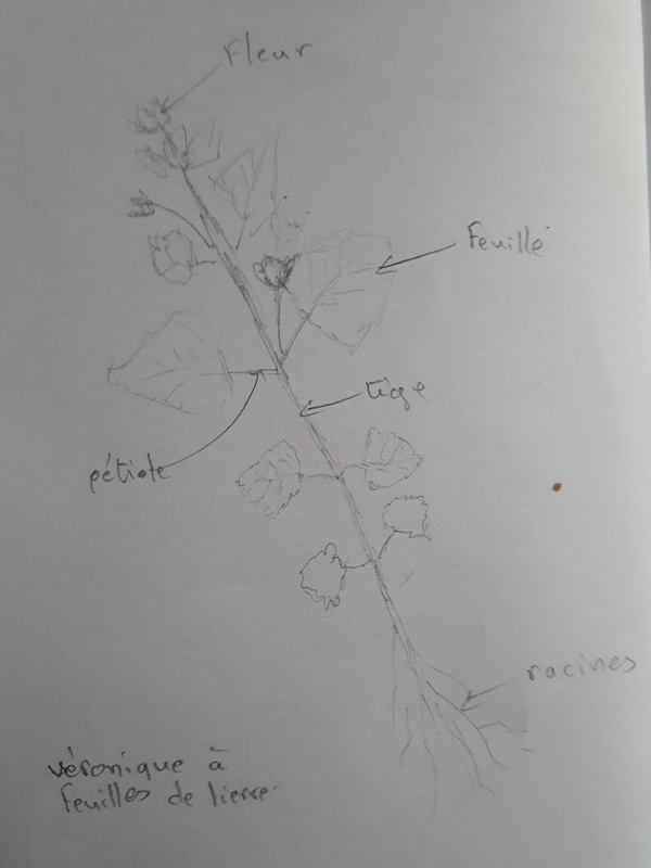 Annexe véronique à feuilles de lierre_annotée.jpg