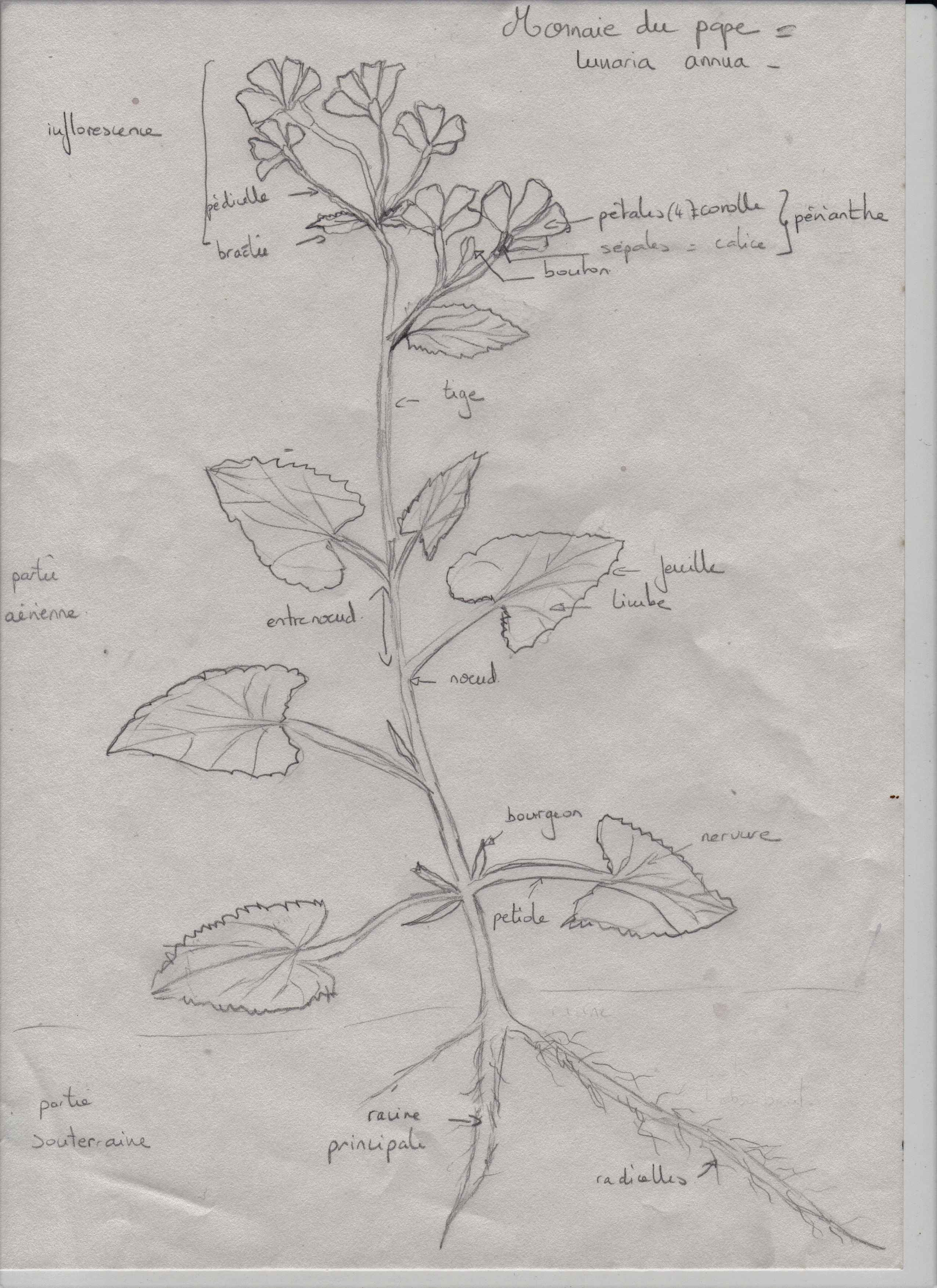 Annexe monnaie pape annotee redim.jpg