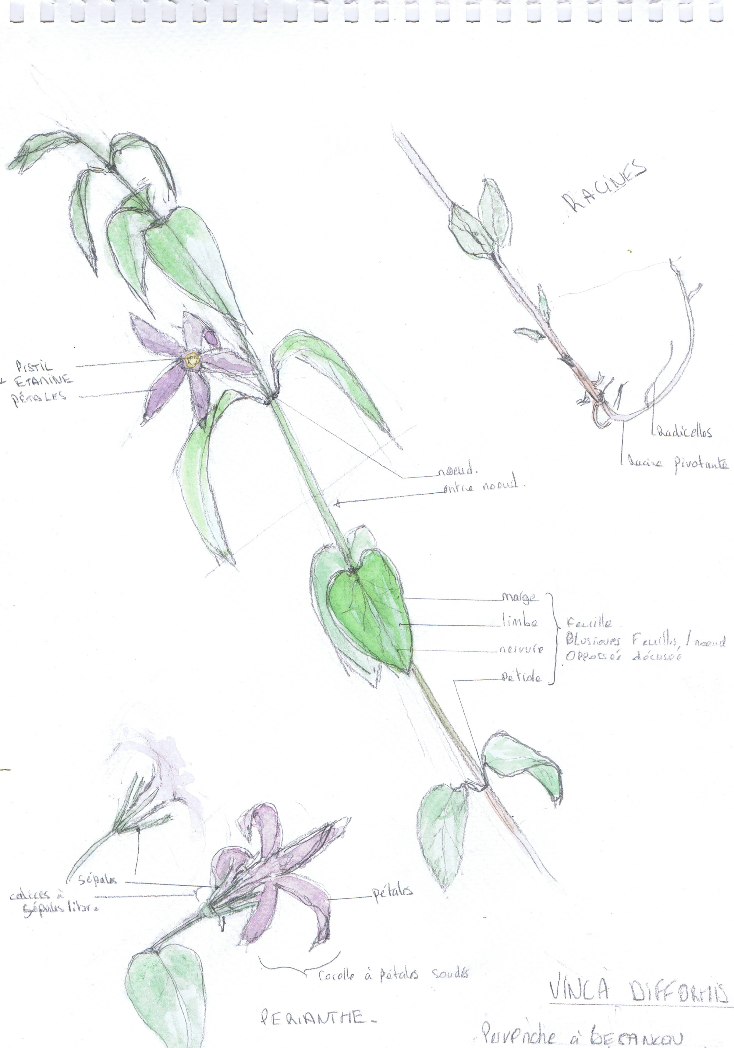 Annexe 20202-04-09_VINCA DEFFORMIS.jpg