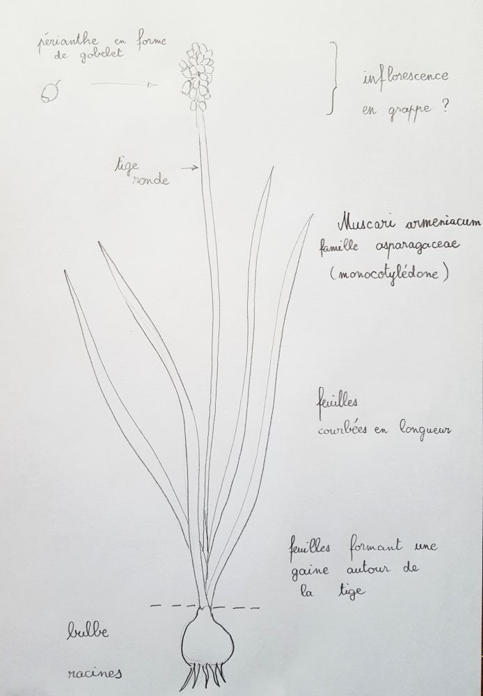 Annexe muscari armeniacum.jpg