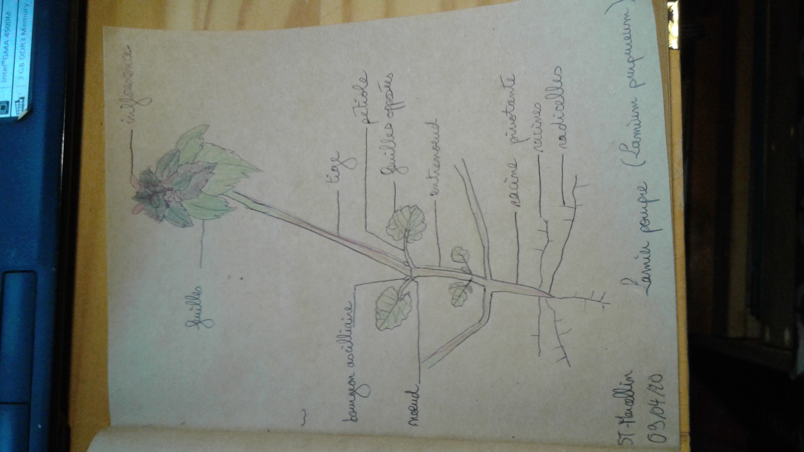 Annexe lamium purpureum.jpg