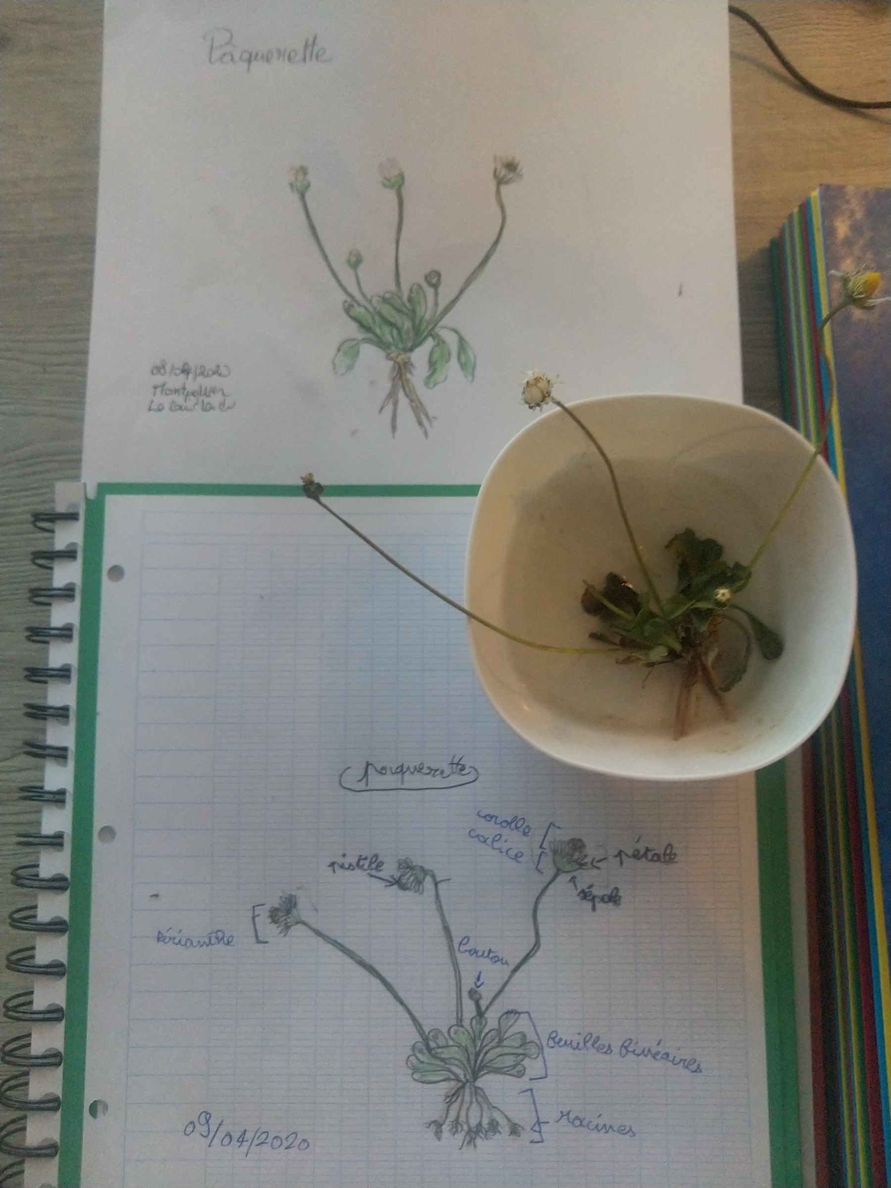 Annexe dessin pâquerette.jpg