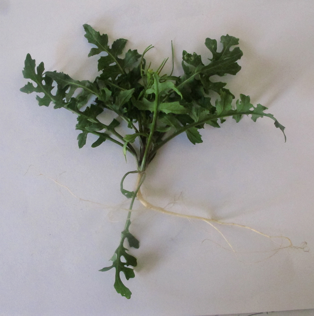 Annexe photo plante entière.jpg