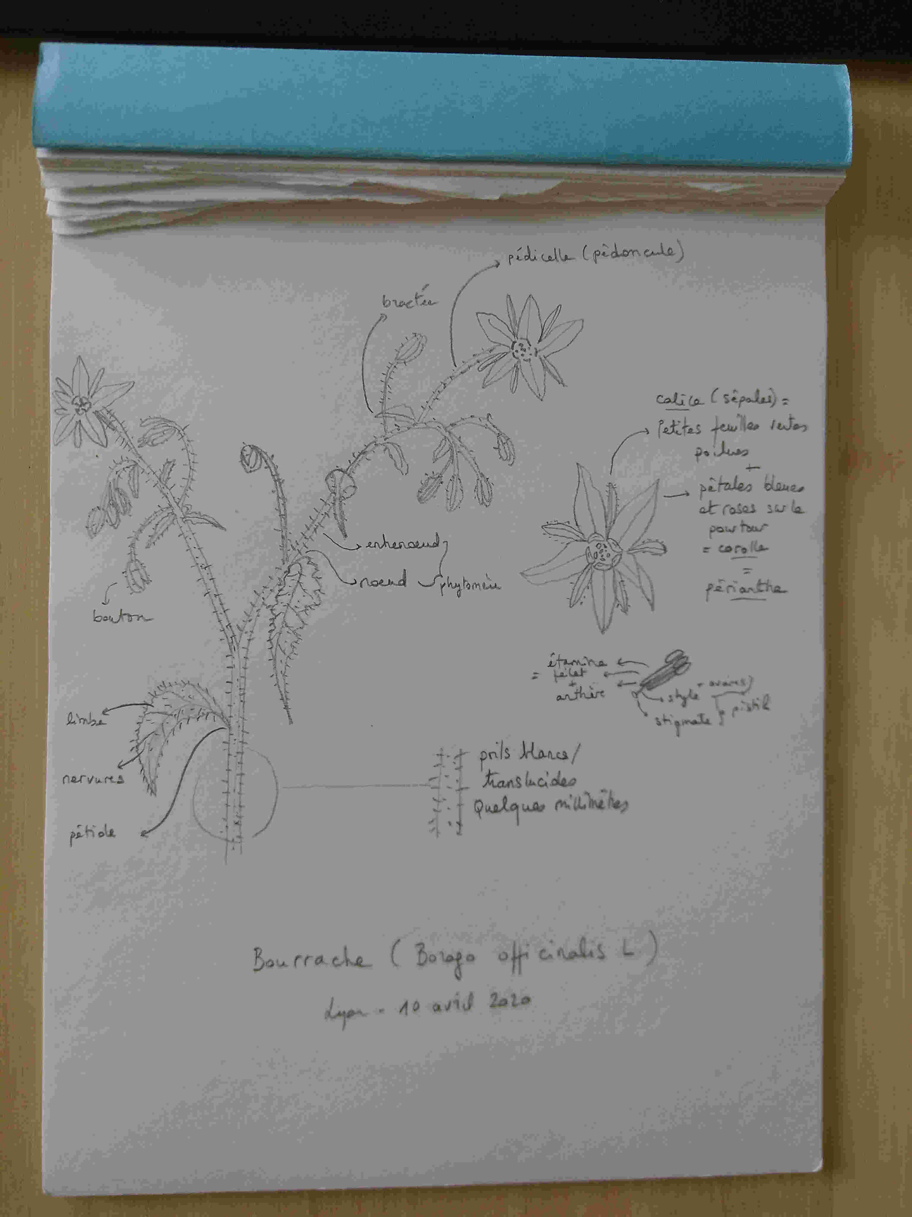 Annexe Bourrache dessin.jpg