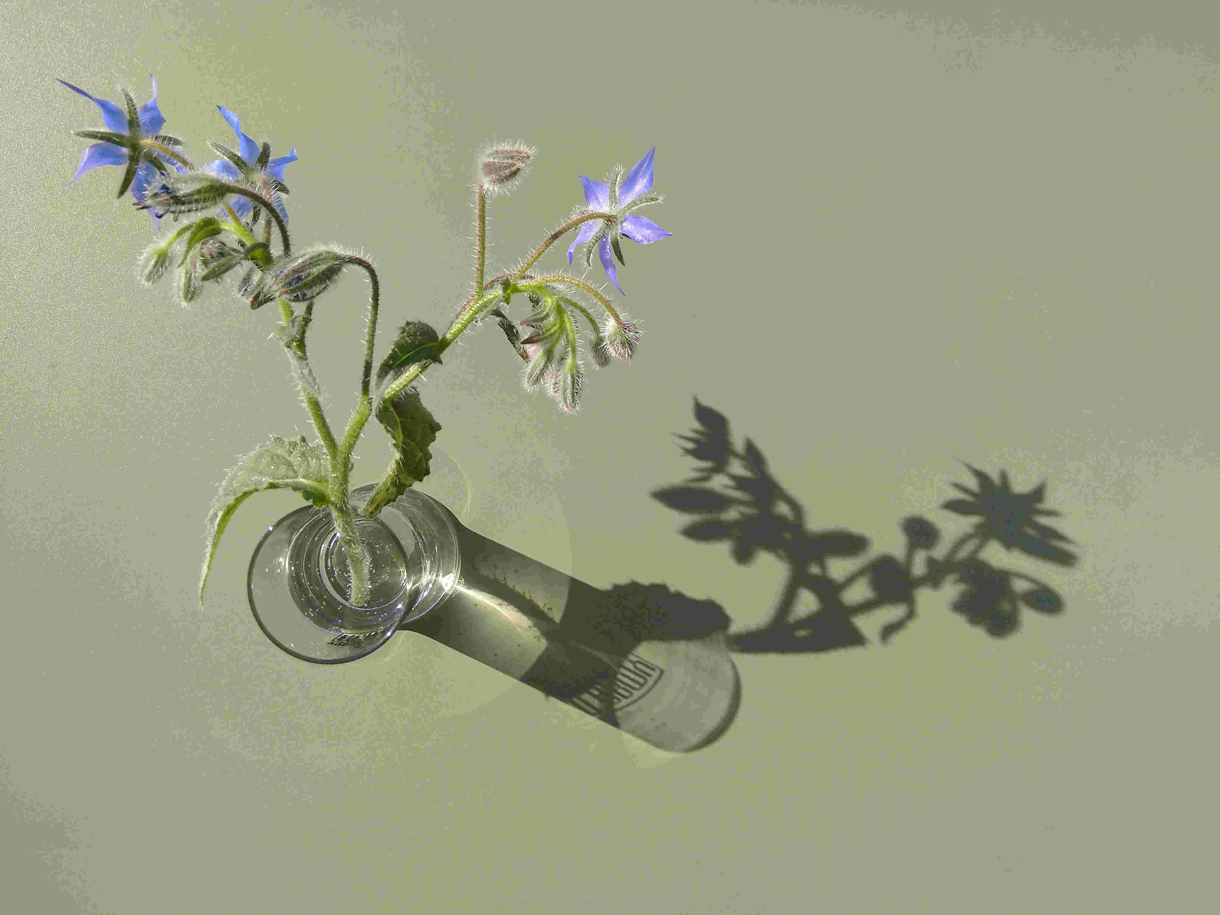 Annexe Bourrache photo.jpg