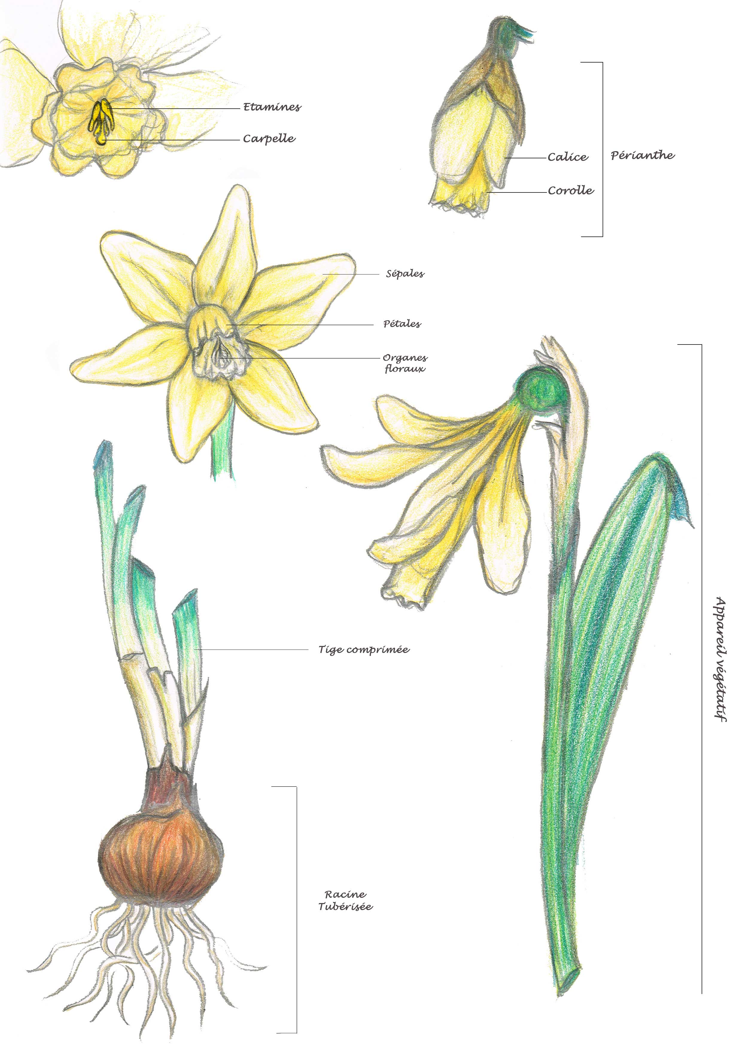 Annexe Jonquille LequeuxCaroline.jpg
