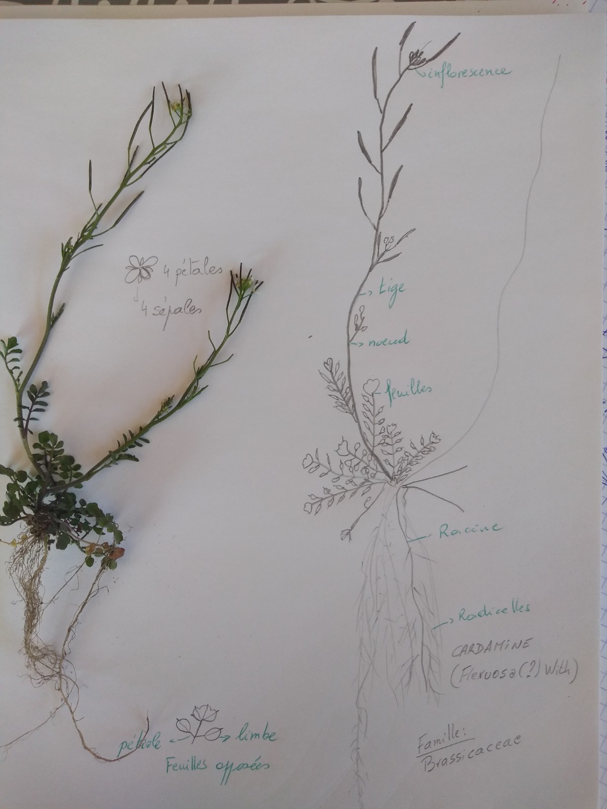 Annexe IMG_20200410_123312414.jpg