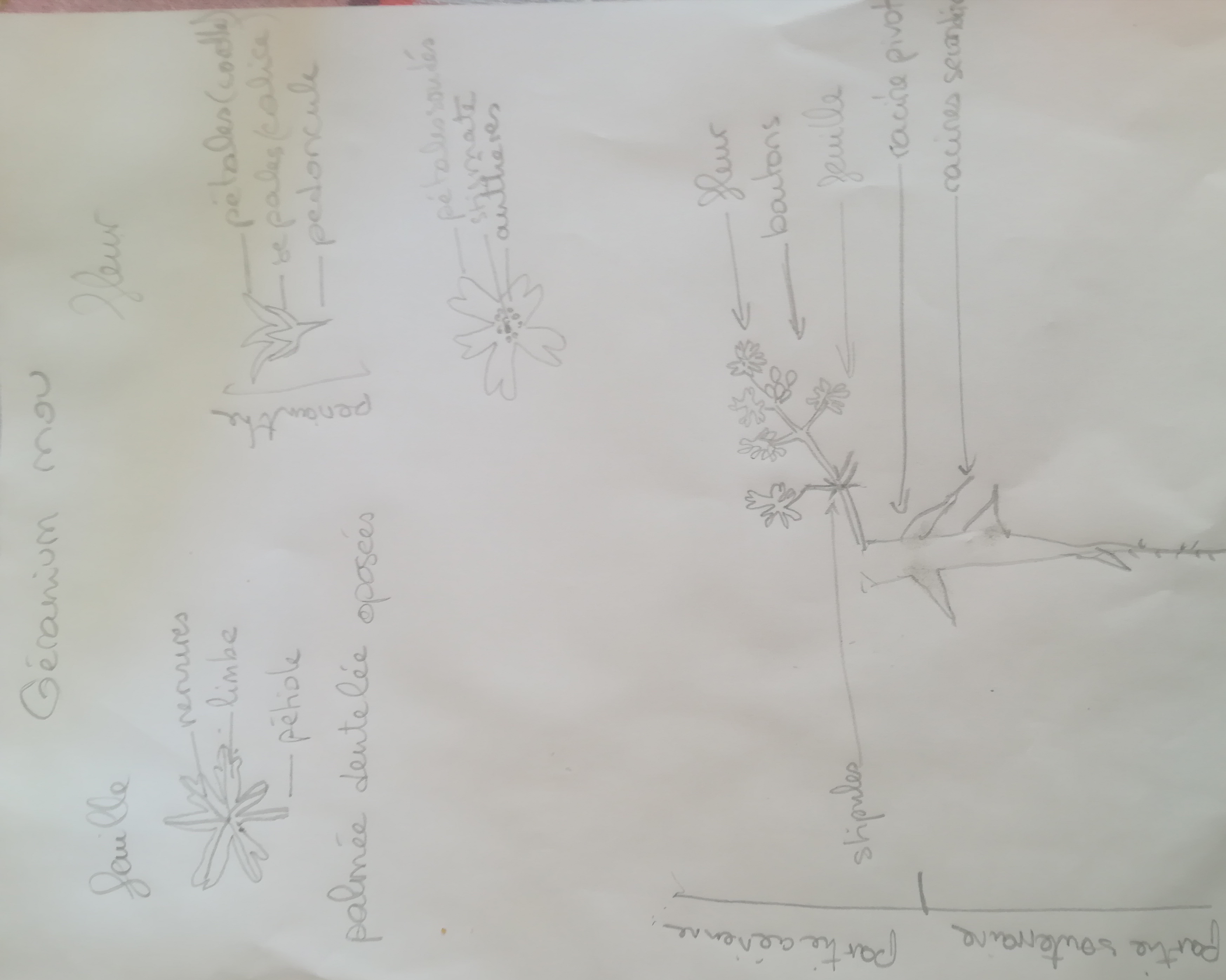 Annexe IMG_20200410_144913.jpg