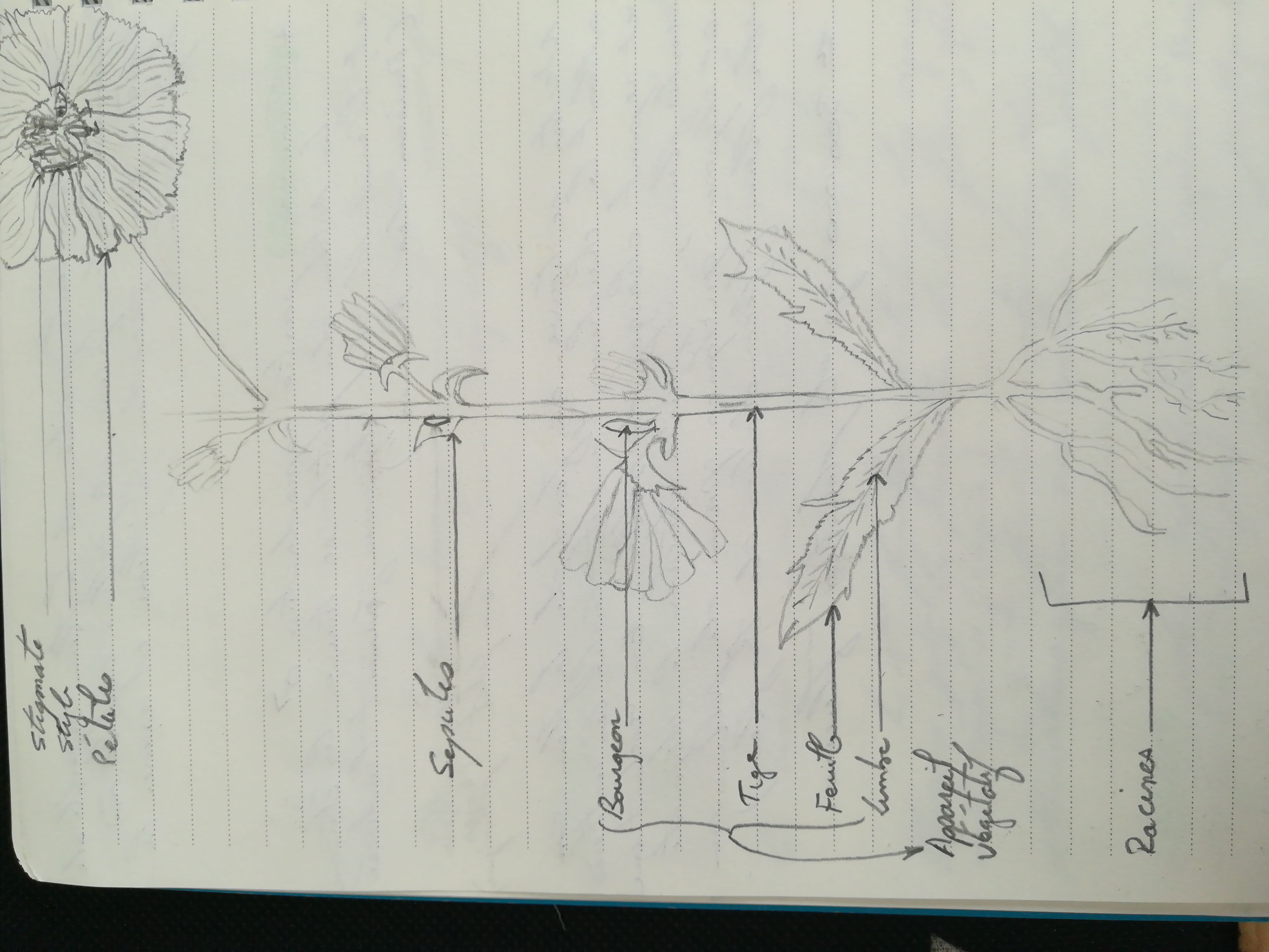 Annexe IMG_20200410_145824_BURST001_COVER.jpg