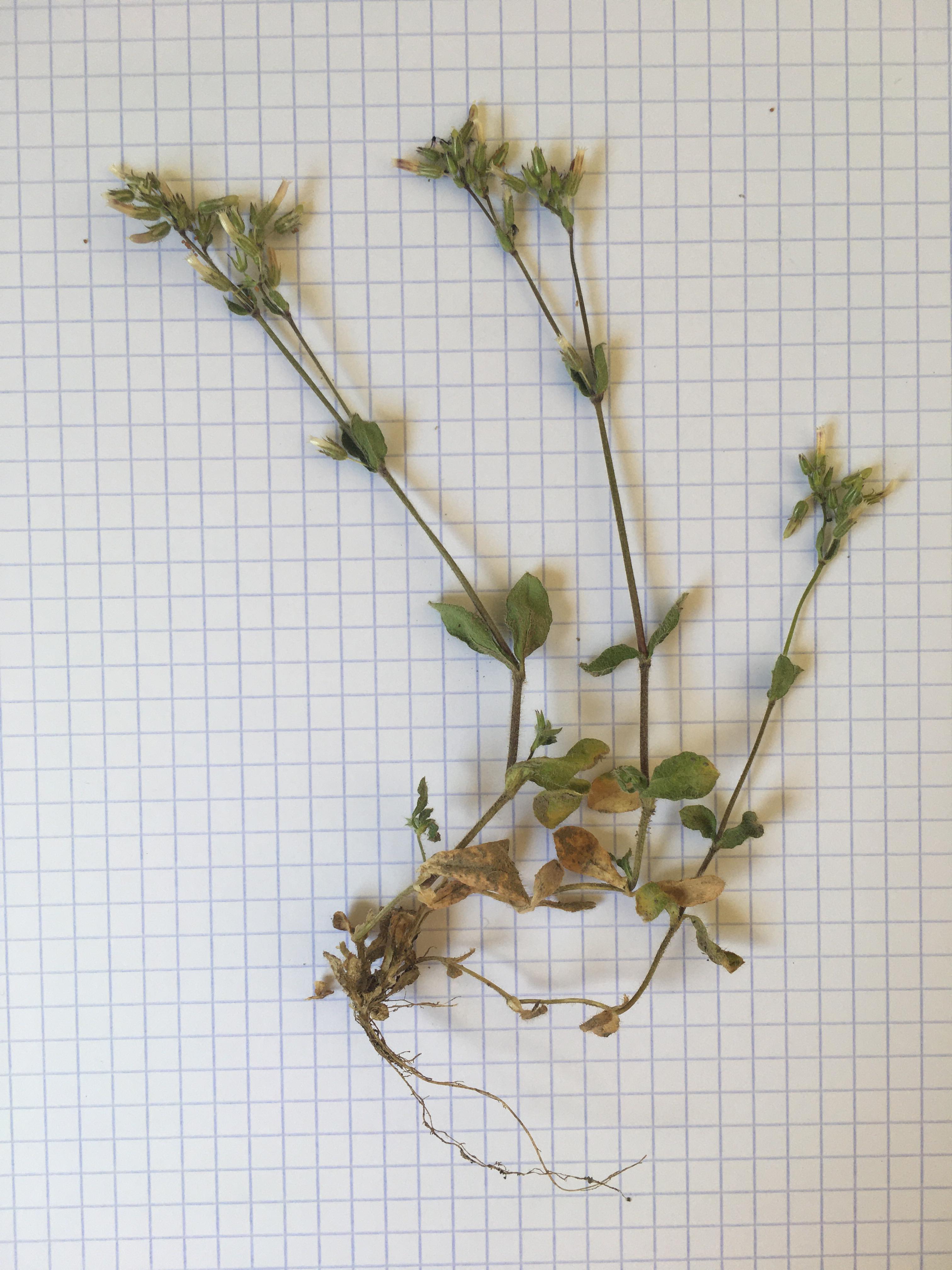 Annexe 93169877_542319376307544_7854914397431398400_n.jpg