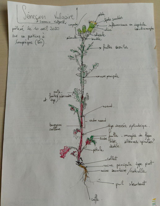 Annexe Capture d’écran 2020-04-10 à 17.01.10.png
