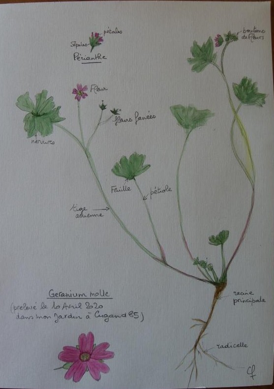 Annexe Geranium molle.jpg