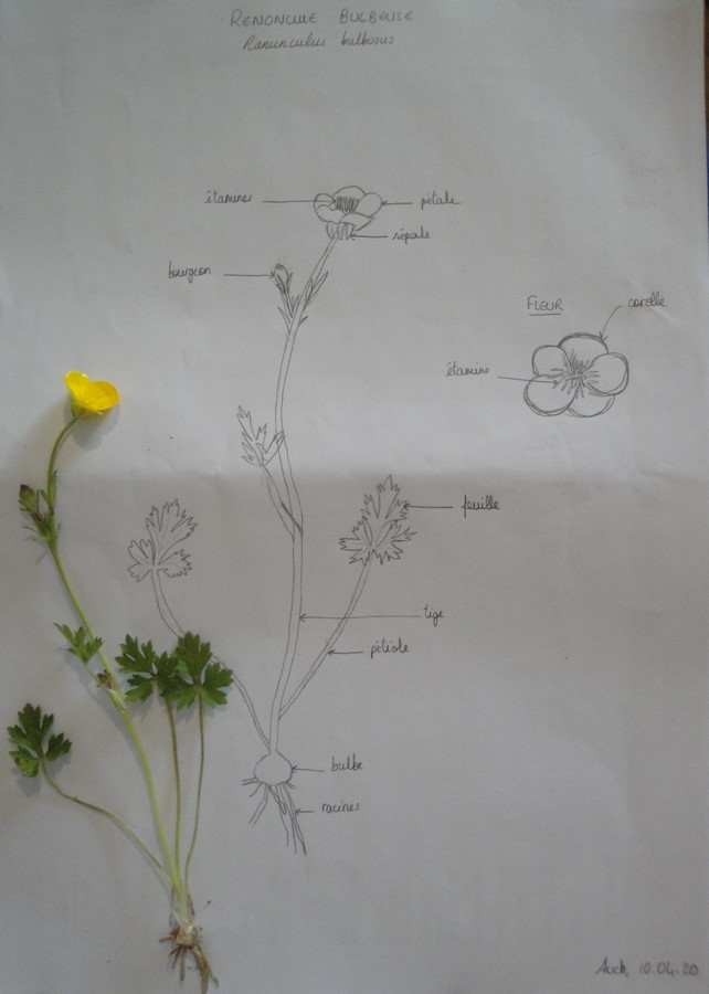 Annexe renoncule_bulbeuse (Copier).jpg