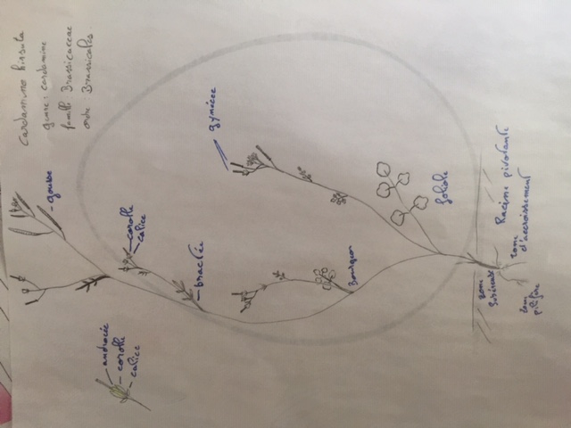 Annexe Cardamine hirsuta.jpeg