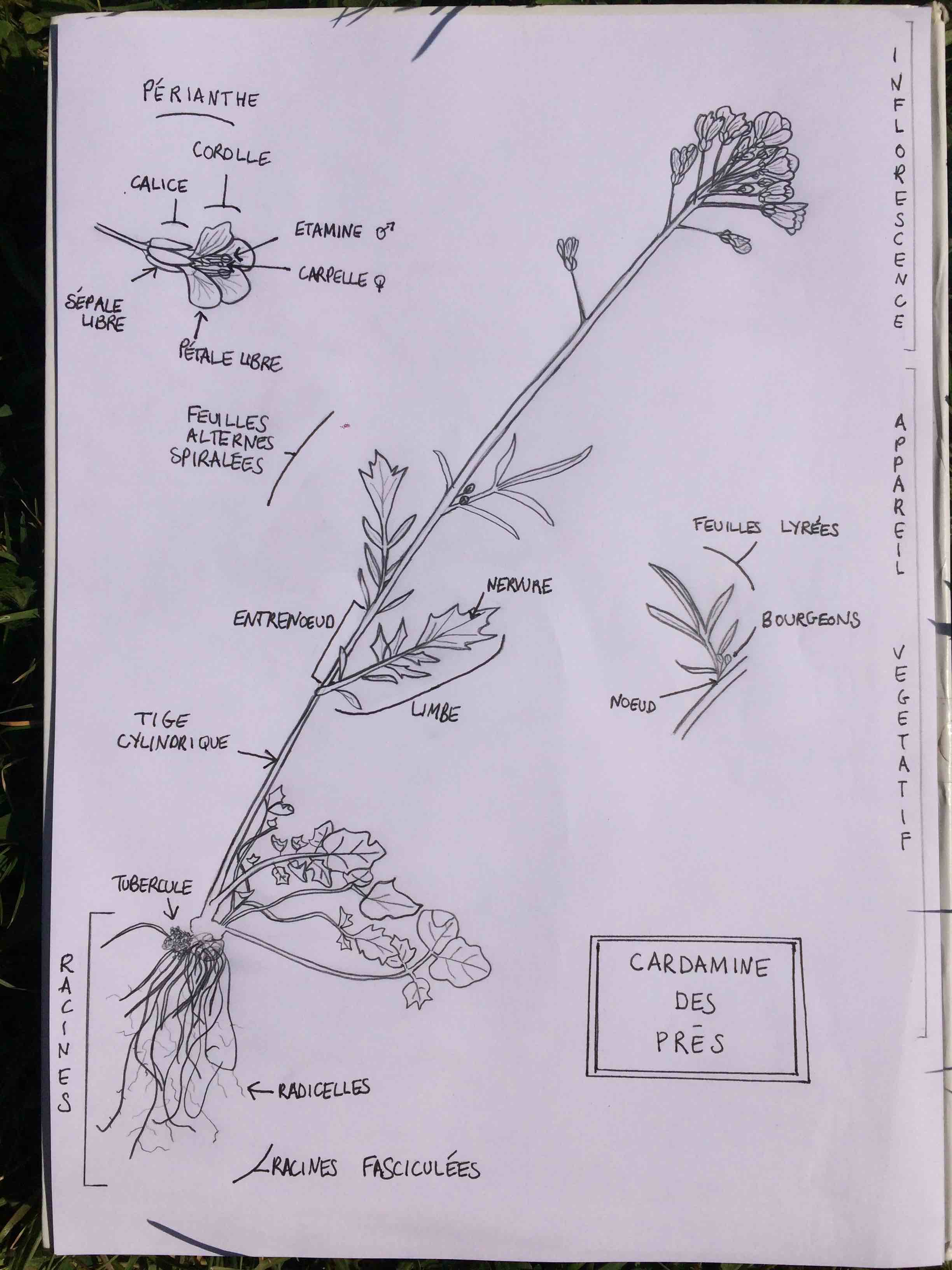 Annexe cardamine des pres.jpg