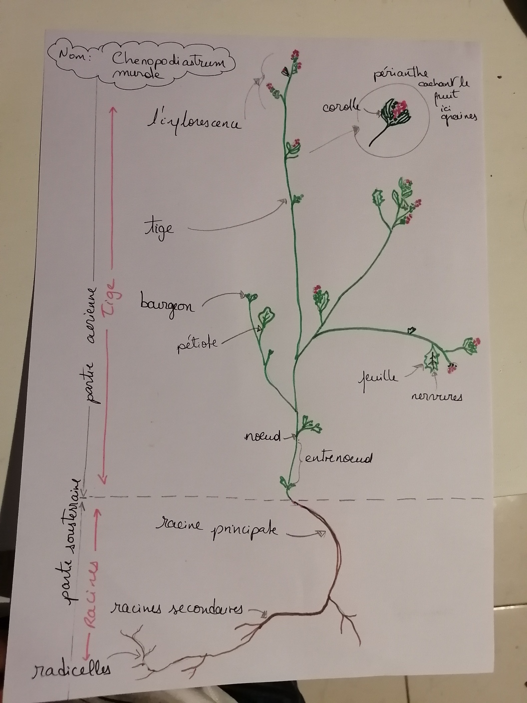 Annexe s2 plante dess.jpg
