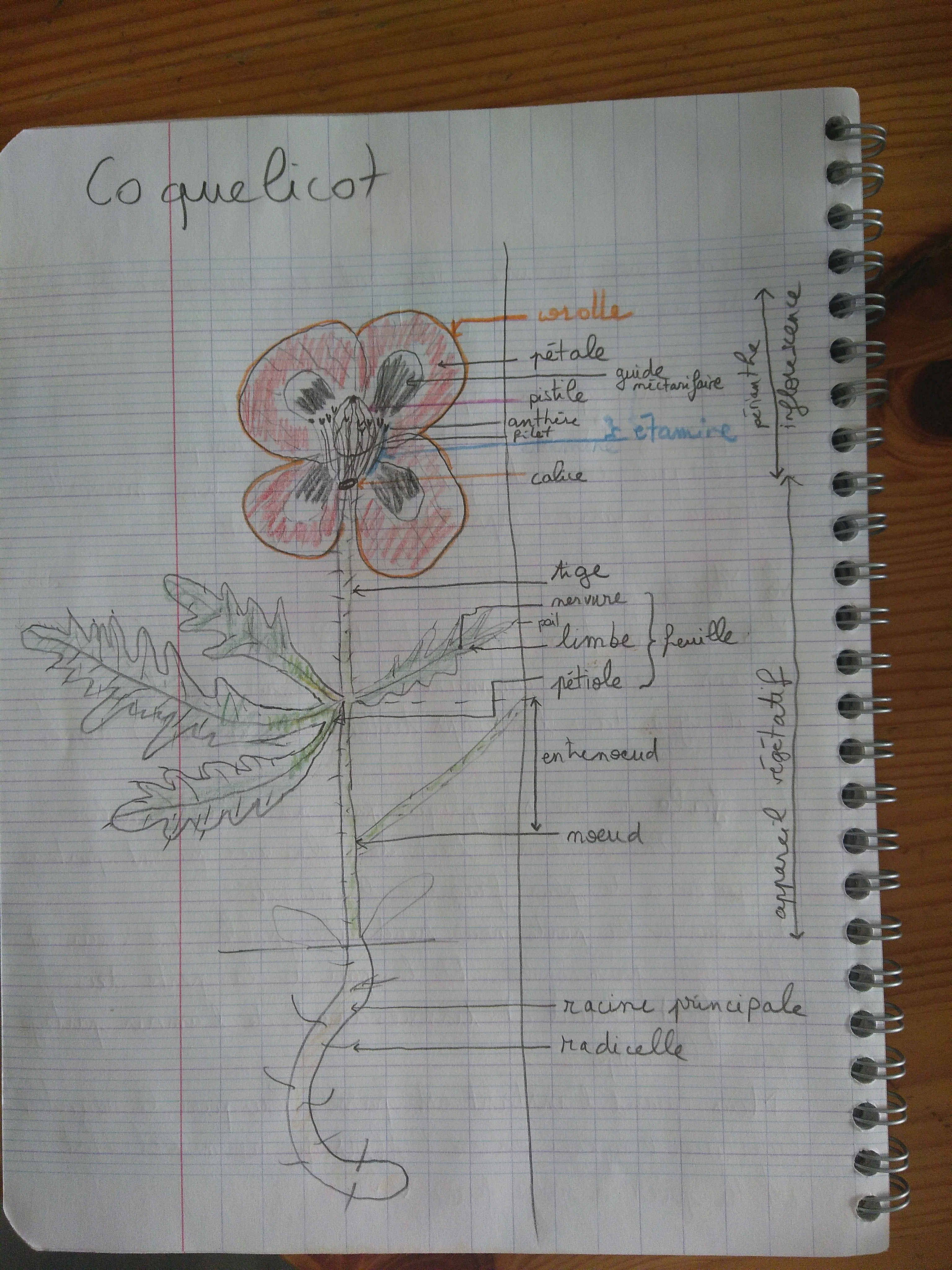Annexe coquelicot.jpg