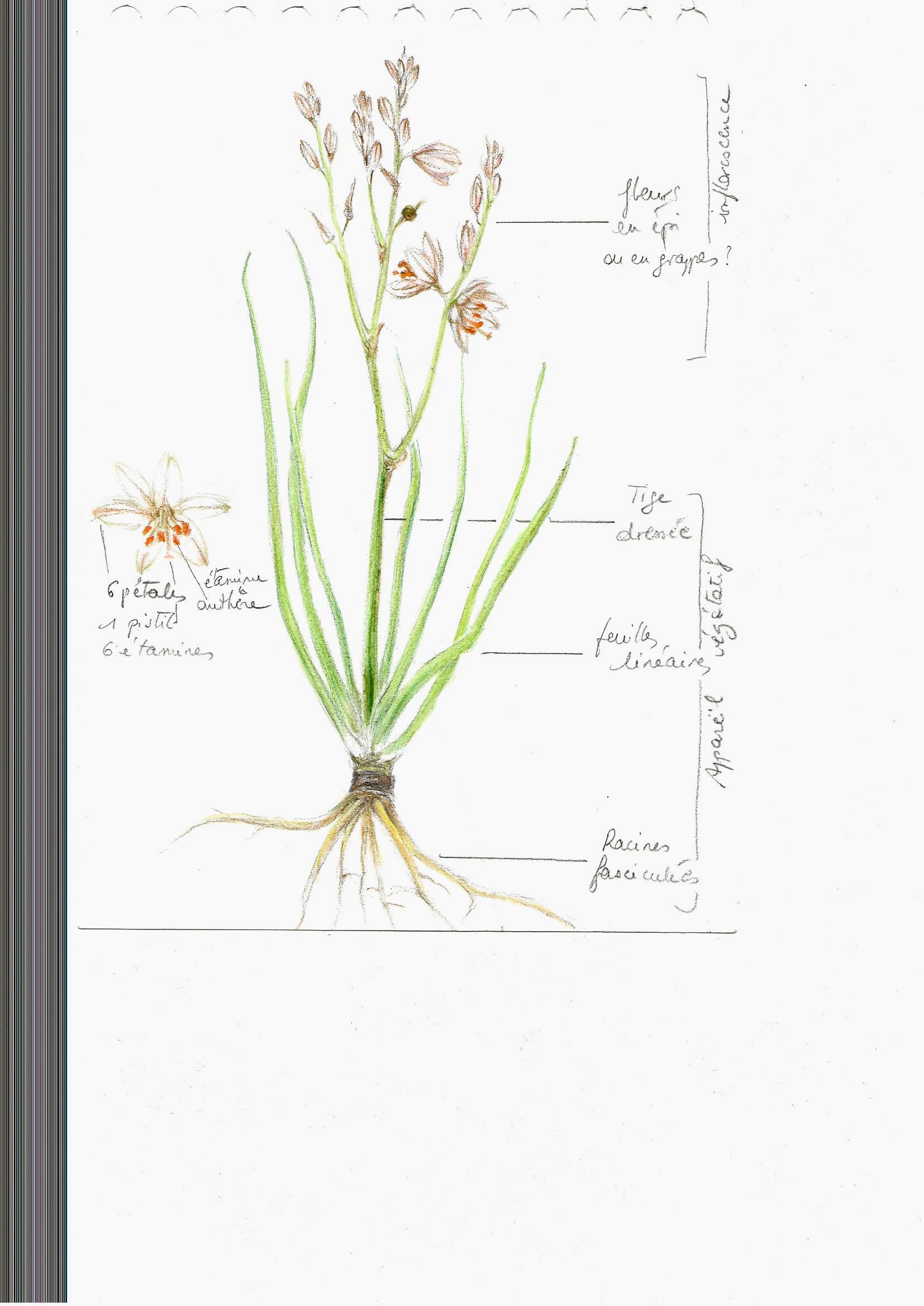 Annexe dessin asphodèle.jpg