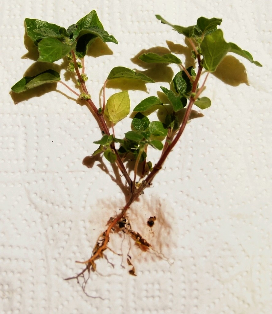 Annexe Parietaire.JPG