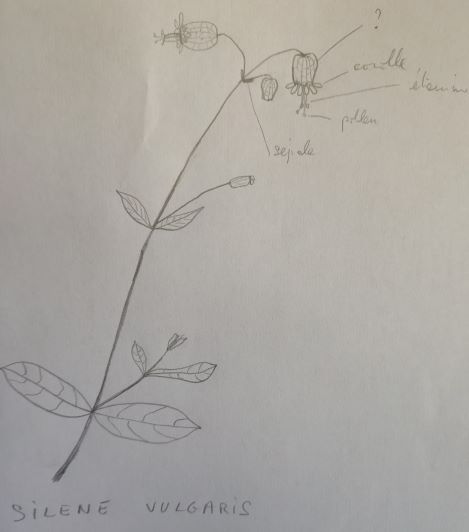 Annexe dessin Silène.jpg
