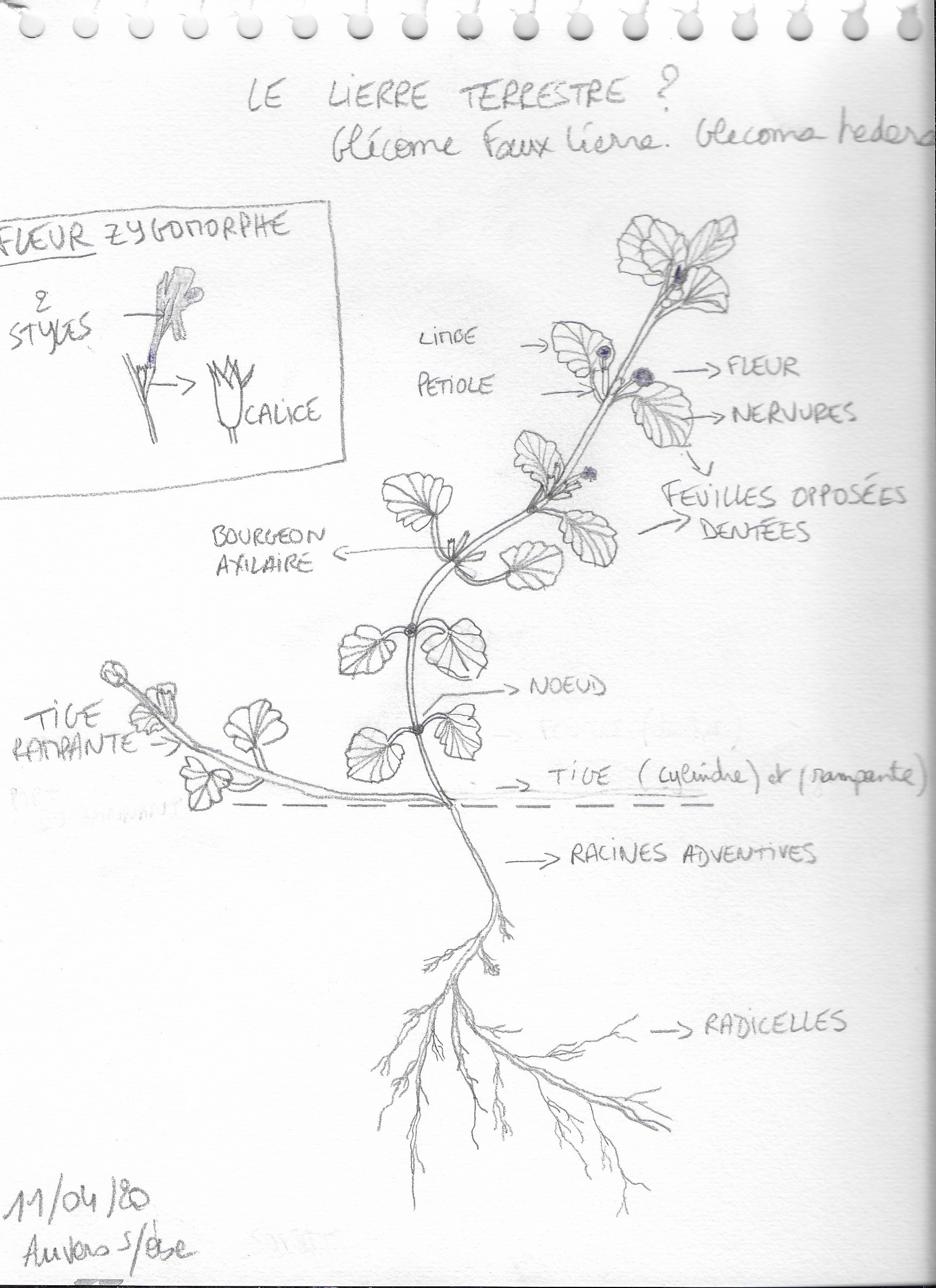 Annexe Lierre terrestre 11 Avril 2020.jpg