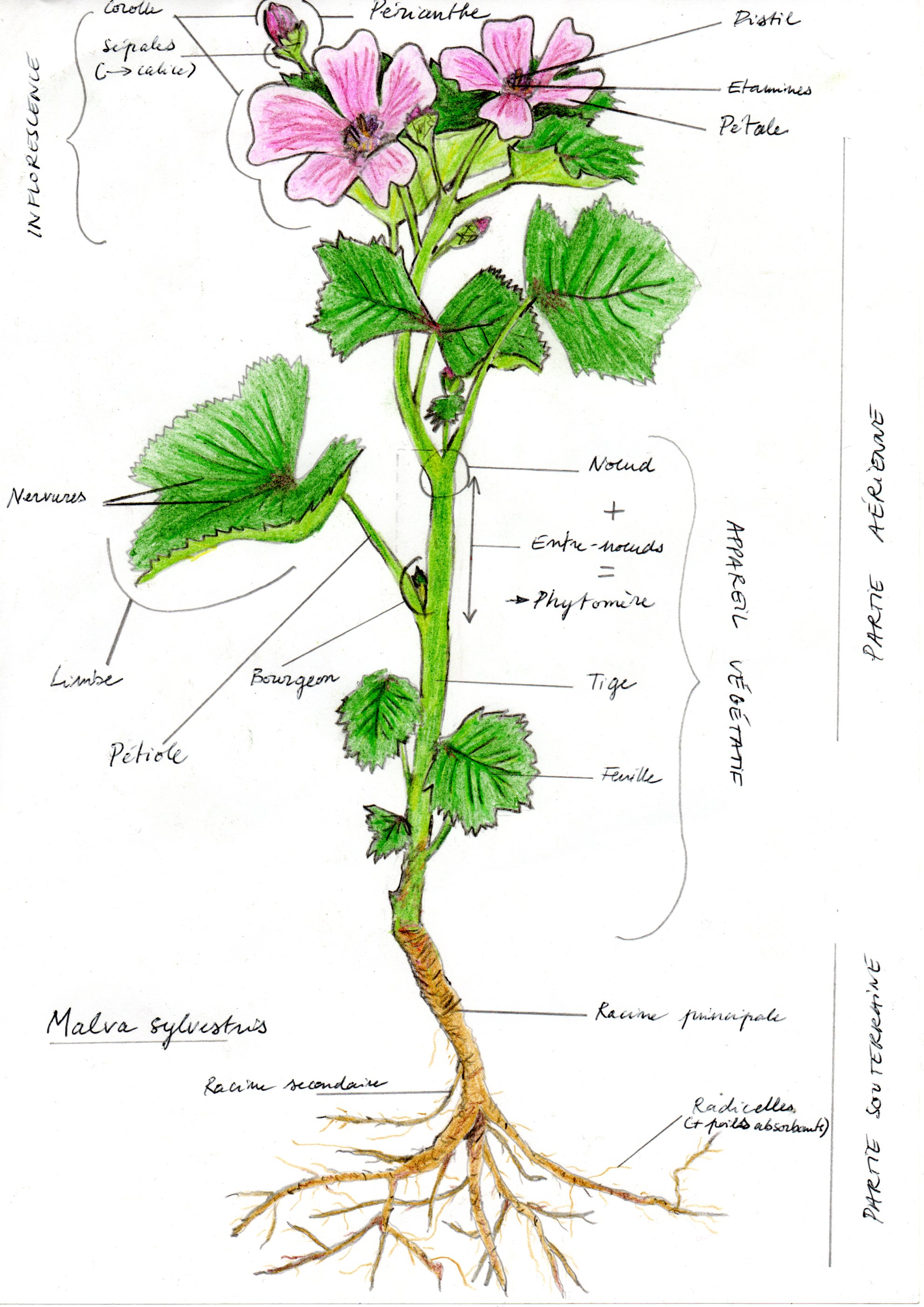 Annexe Malva sylvestris - 2020 PH.jpg