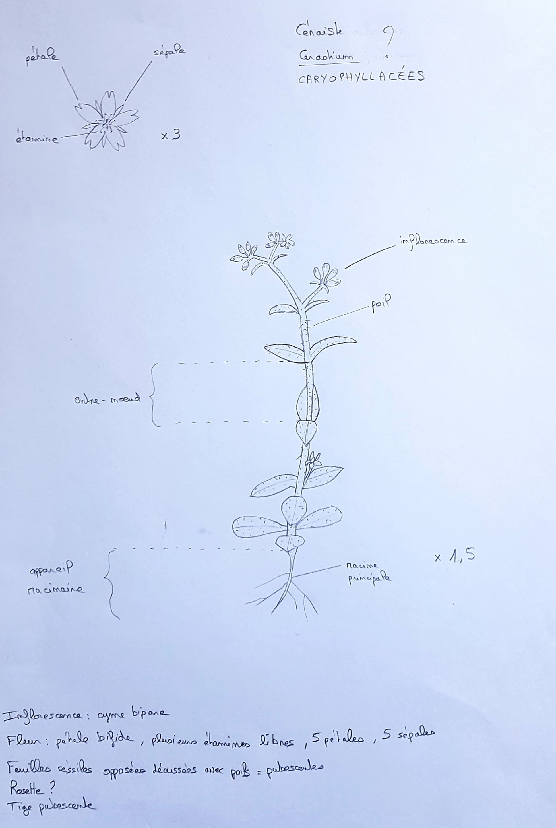 Annexe Dessin Céraiste.jpg