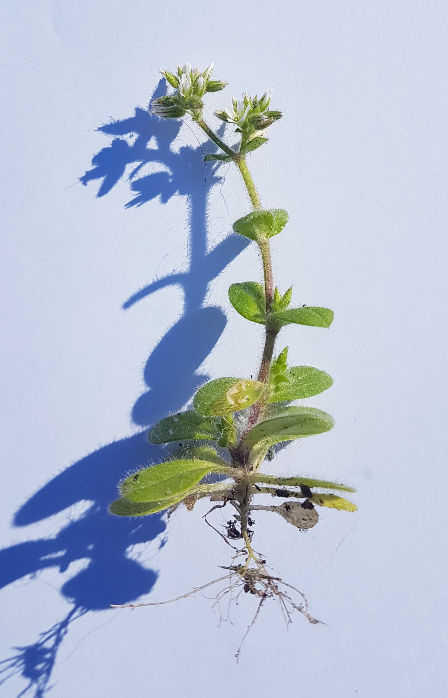 Annexe Photo Céraiste.jpg