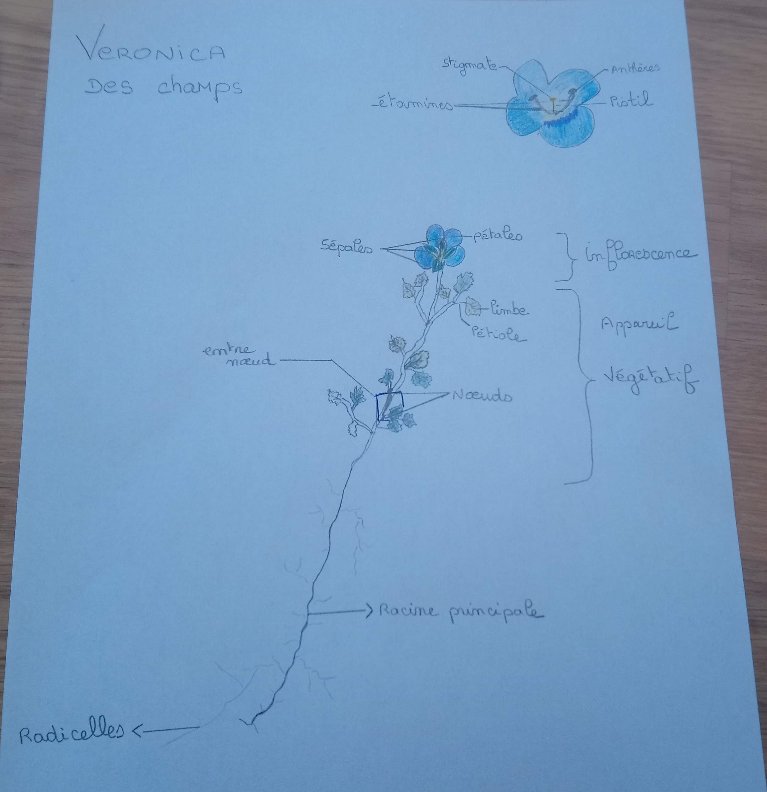 Annexe dessin veronica des champs.JPG