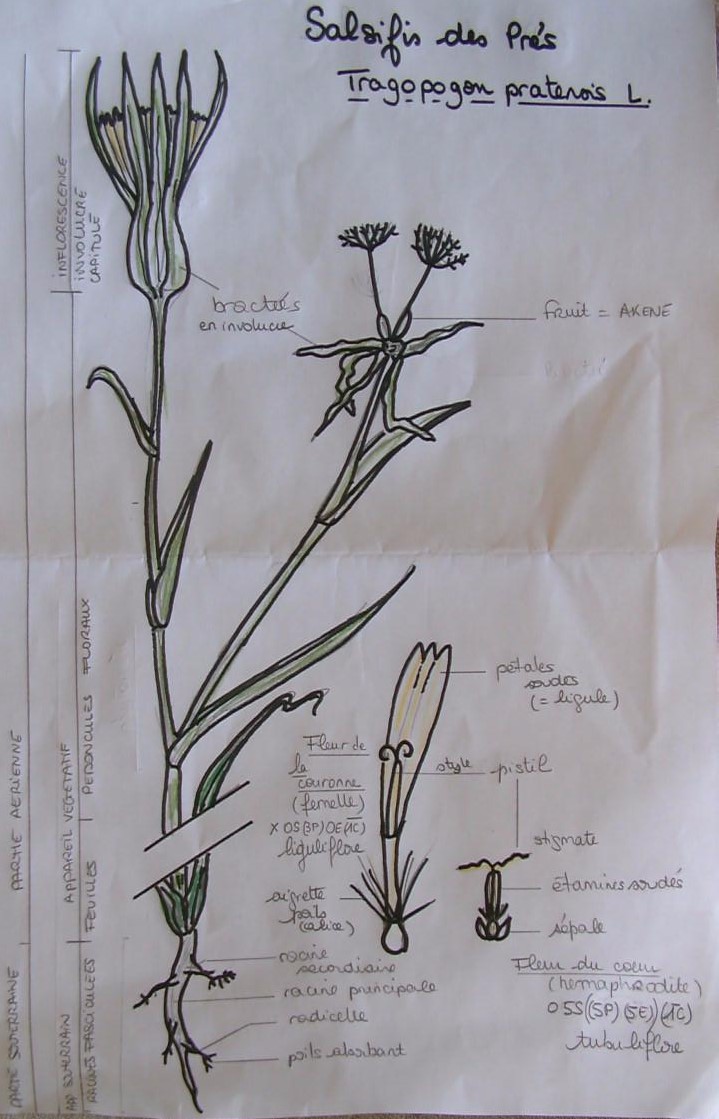 Annexe Salsifis des prés.jpg